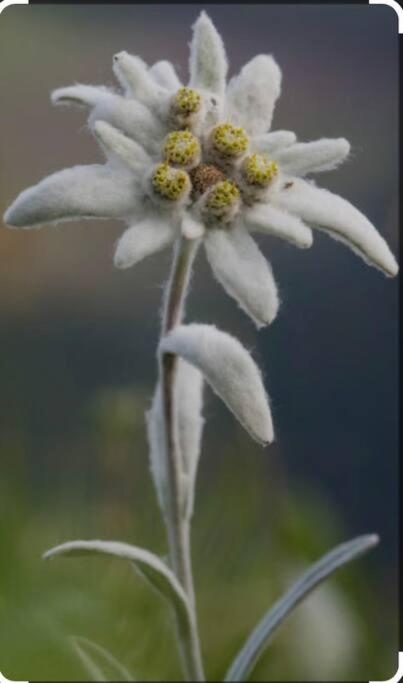 Edelweiss