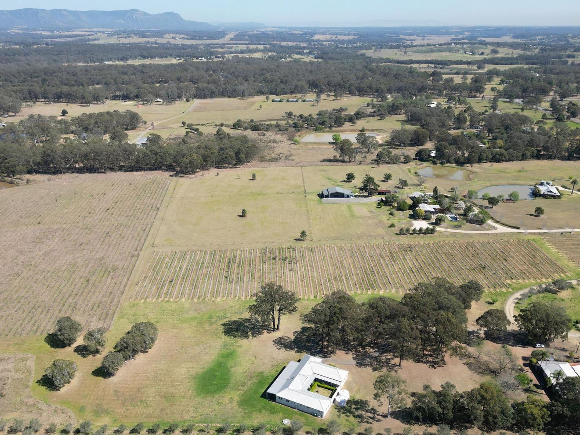 Olives and Vines at Majors Lane