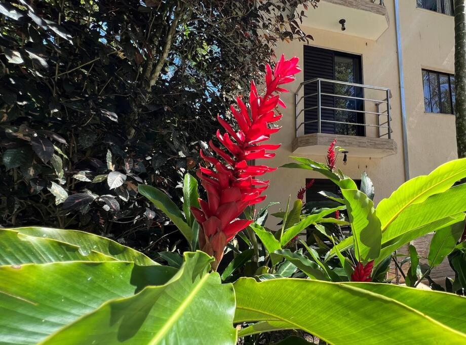 Praia Toninhas, mar e natureza