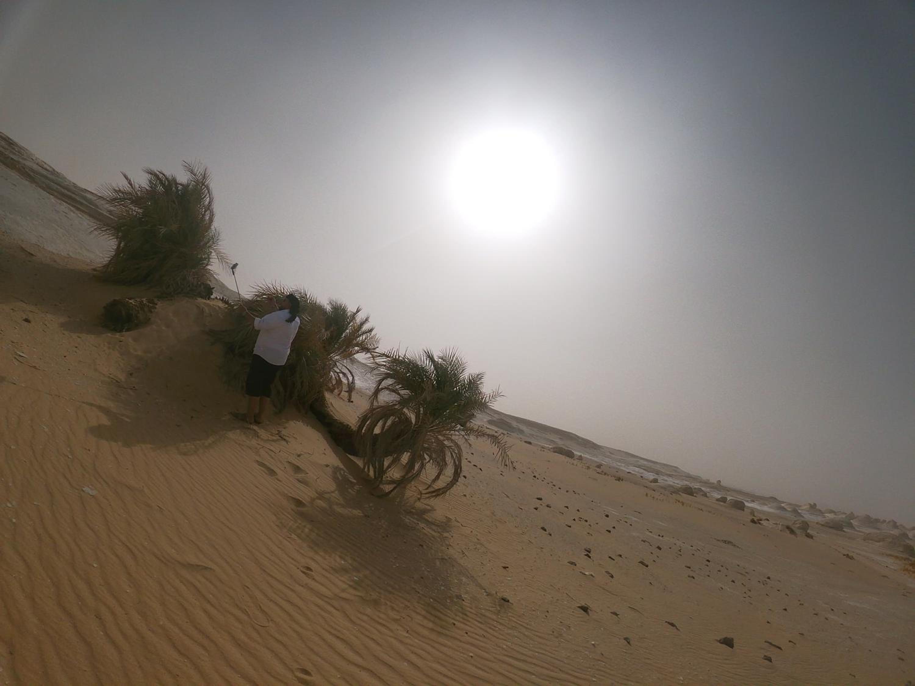 safari desert