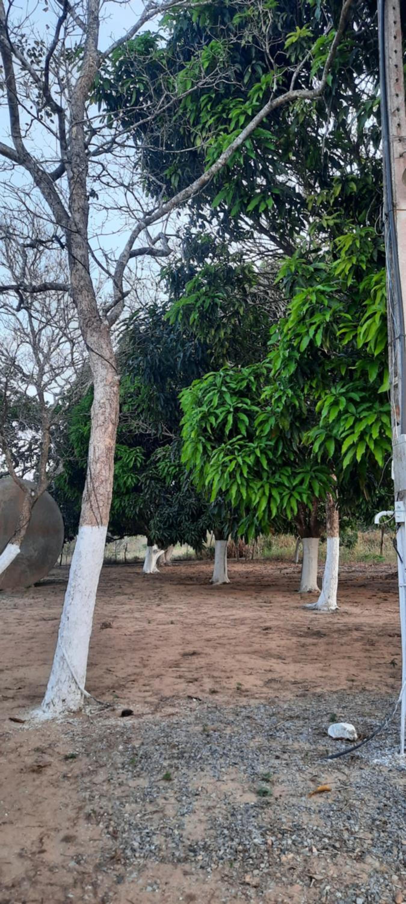 Valle dos ipês