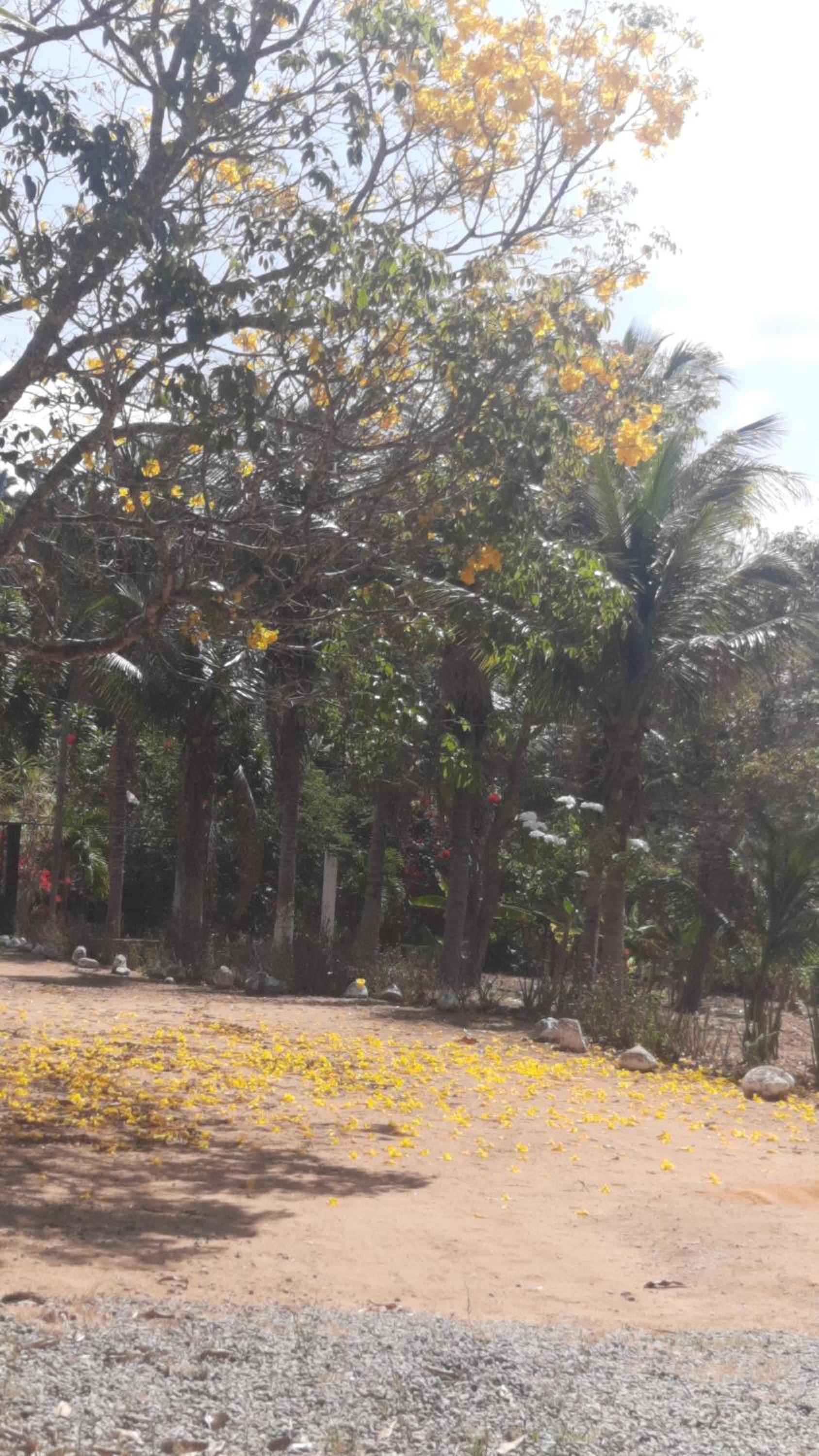 Valle dos ipês