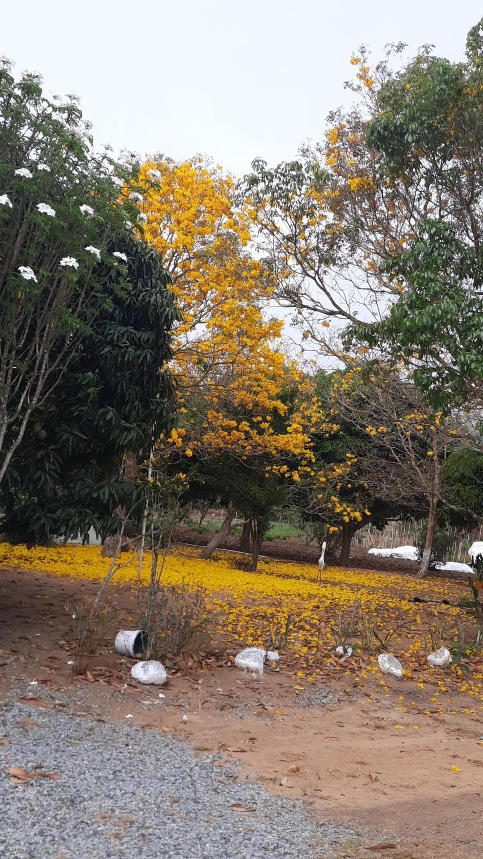 Valle dos ipês