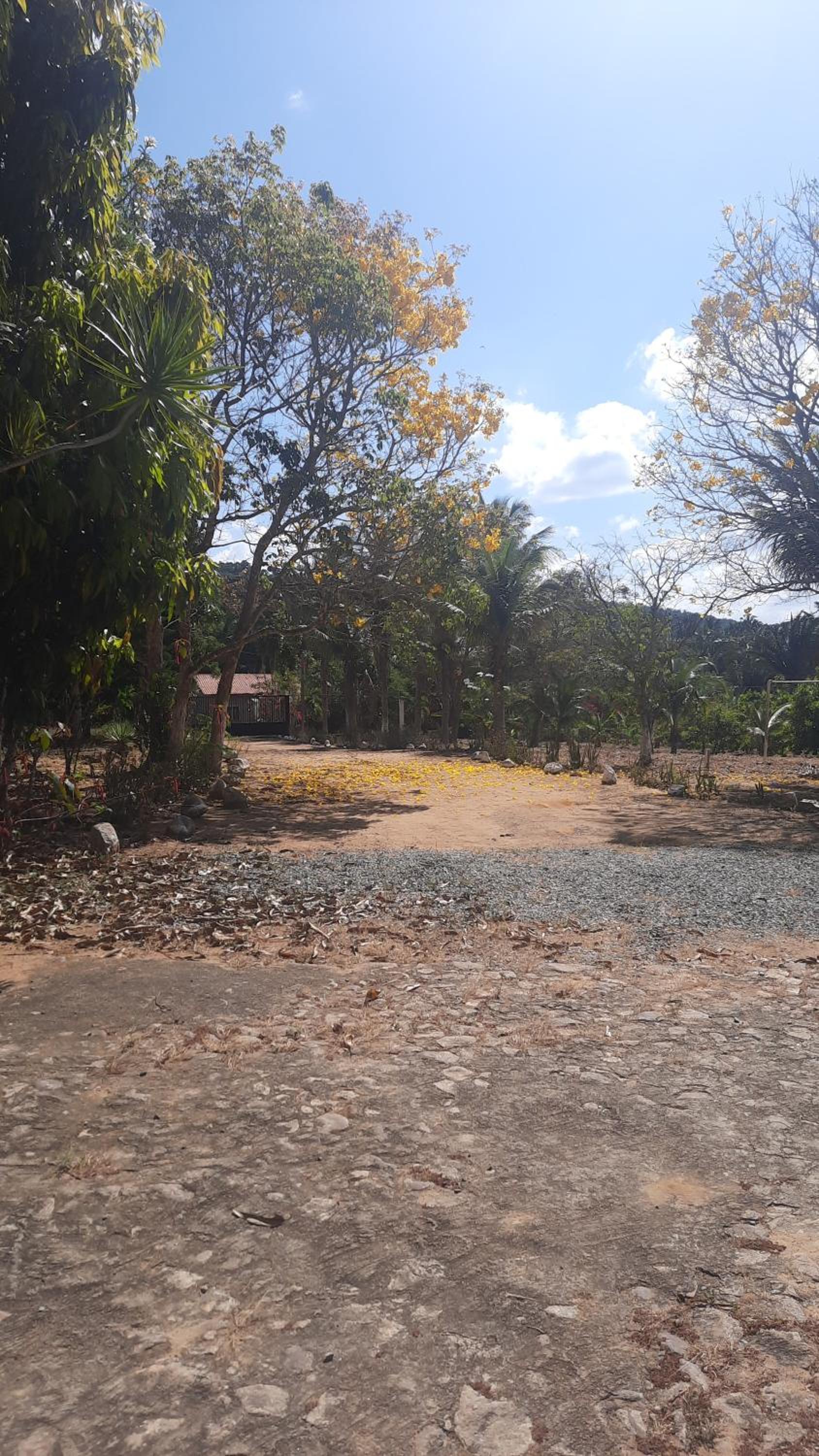 Valle dos ipês