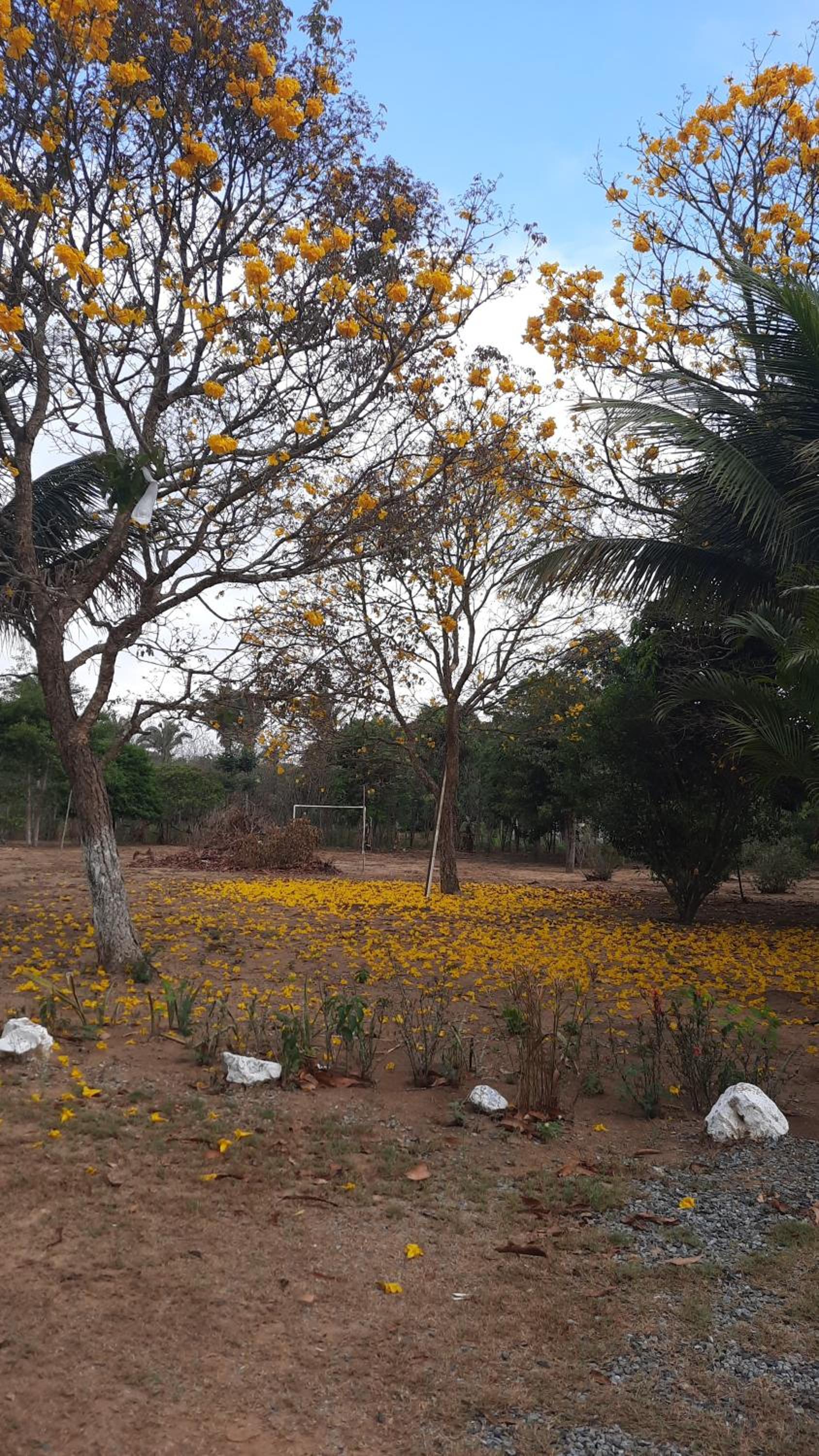 Valle dos ipês