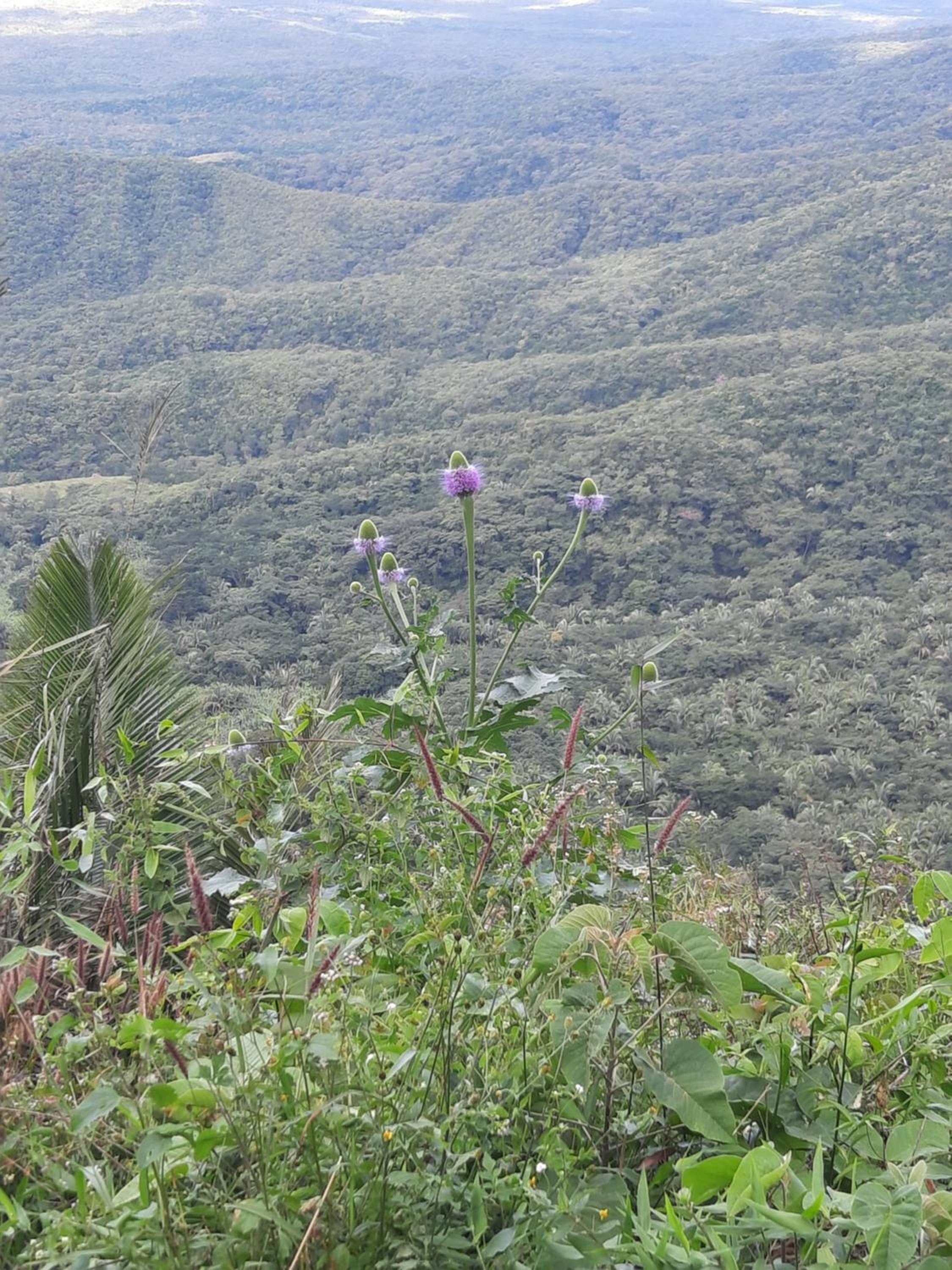 Valle dos ipês