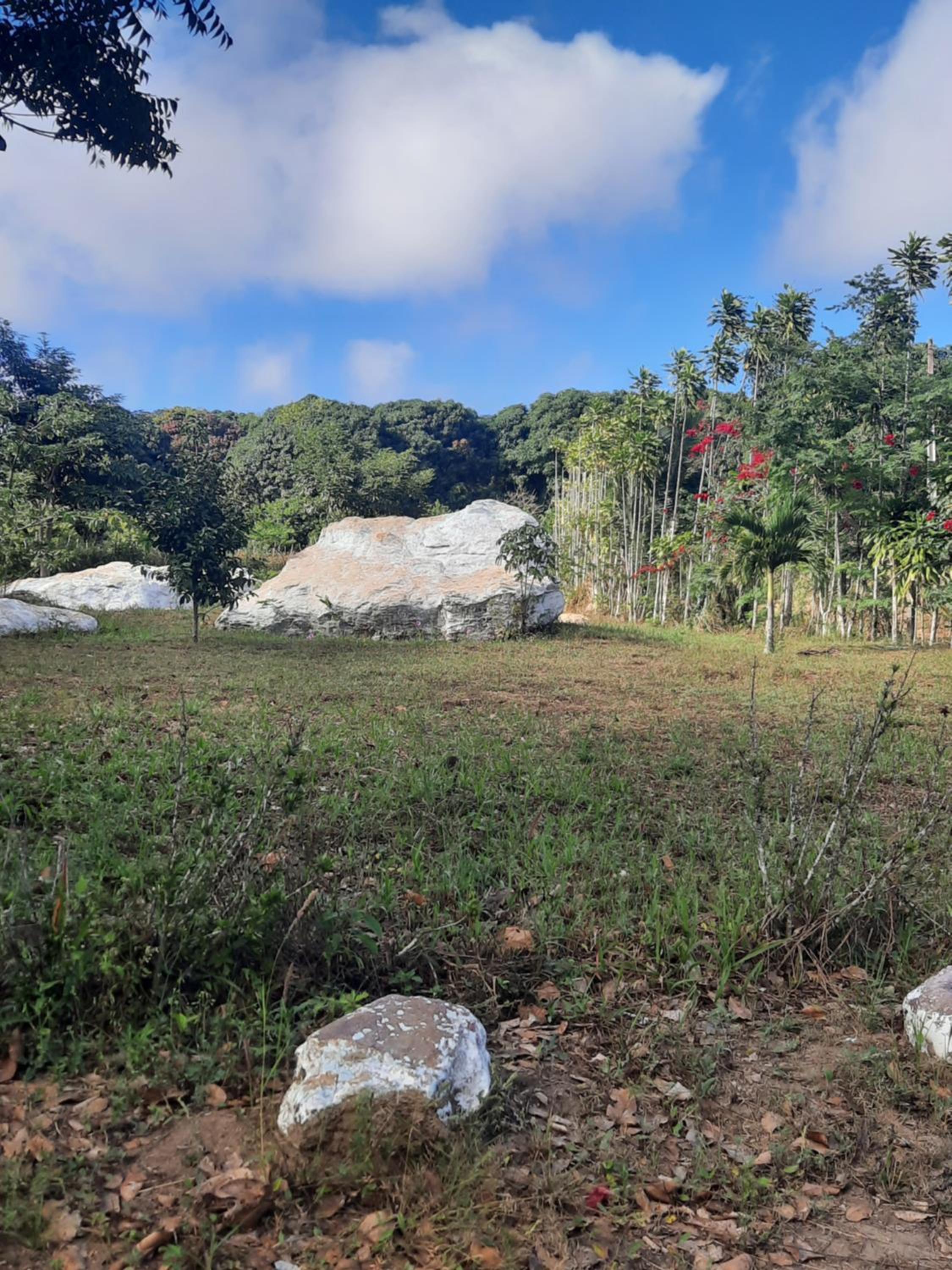 Valle dos ipês