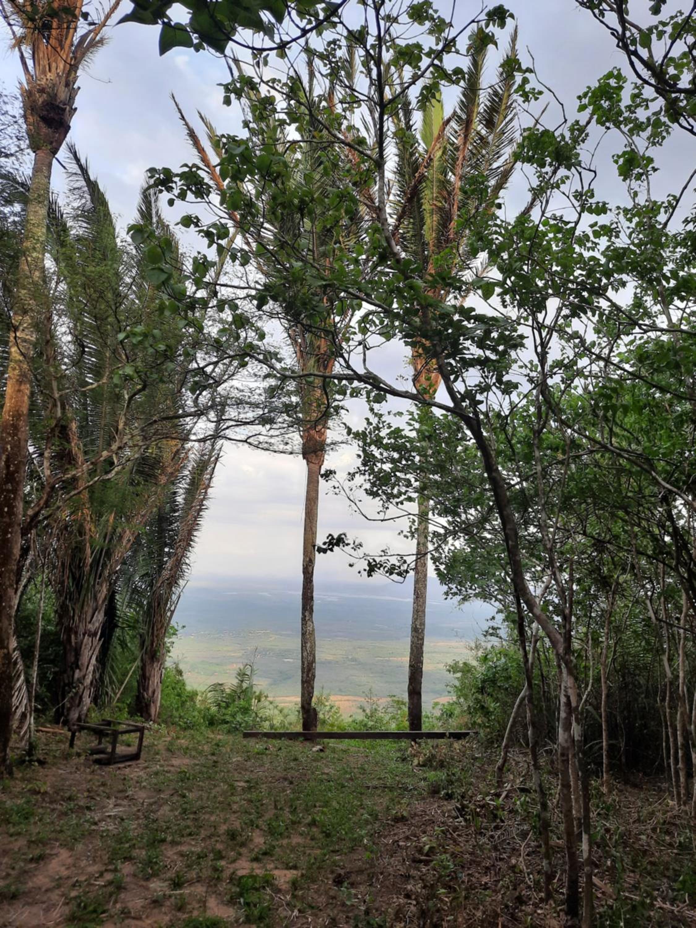 Valle dos ipês