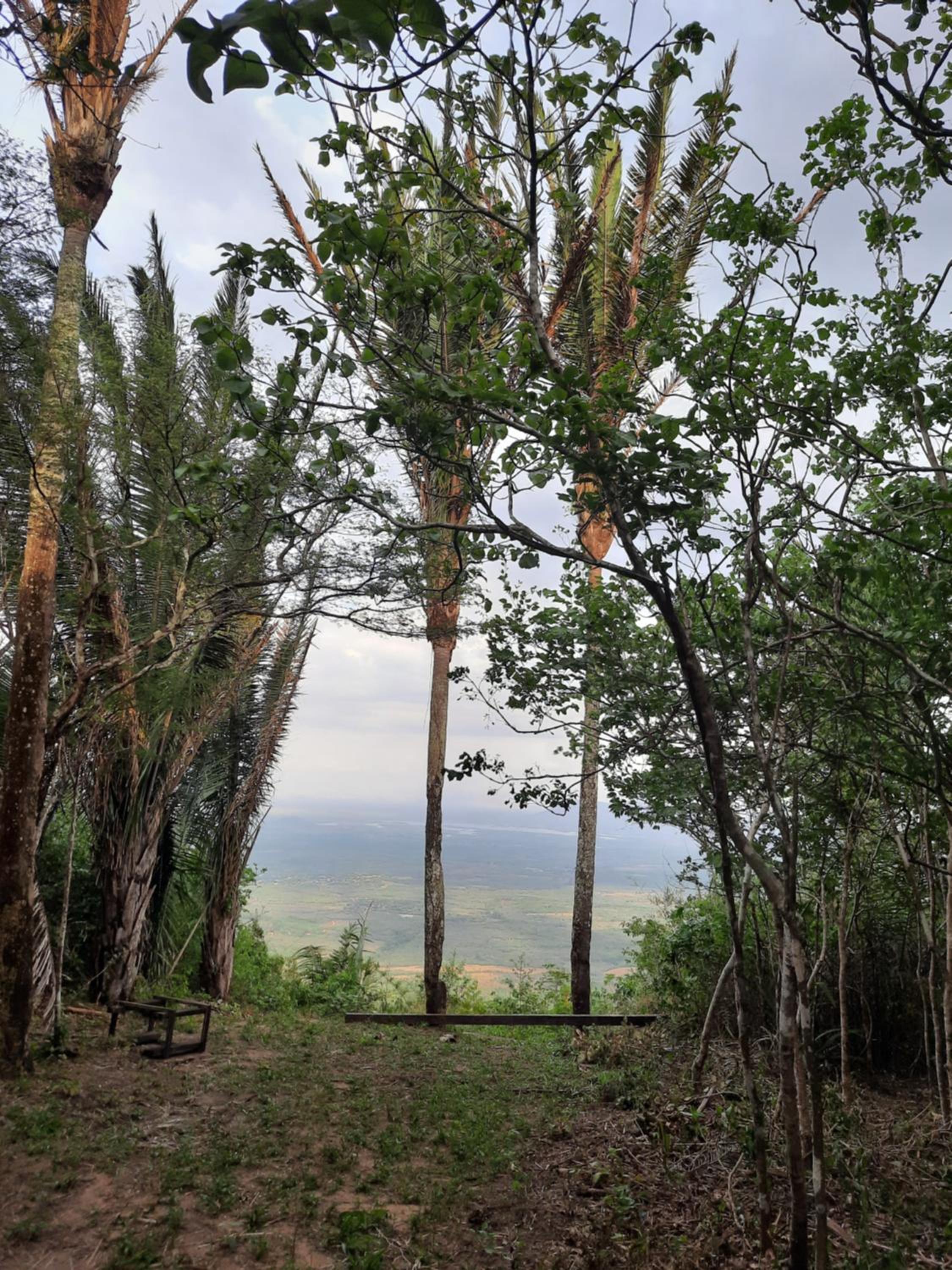 Valle dos ipês