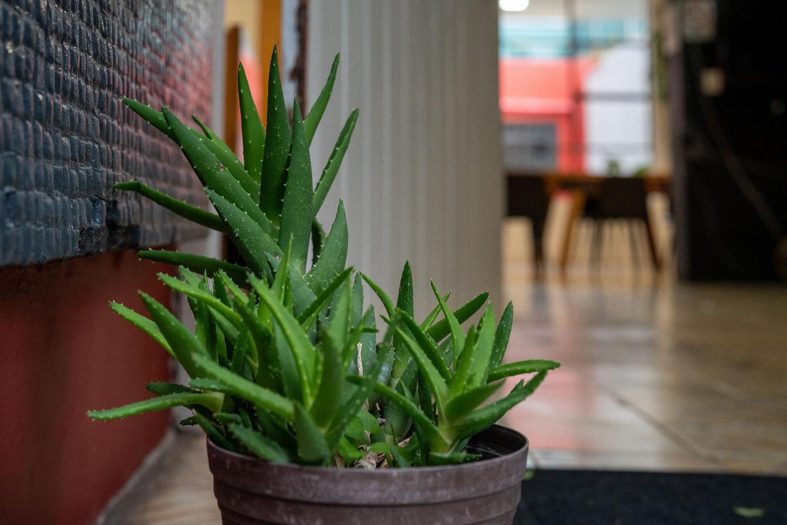 Habitaciones privadas con baño propio en una zona segura y céntrica de Guadalajara.