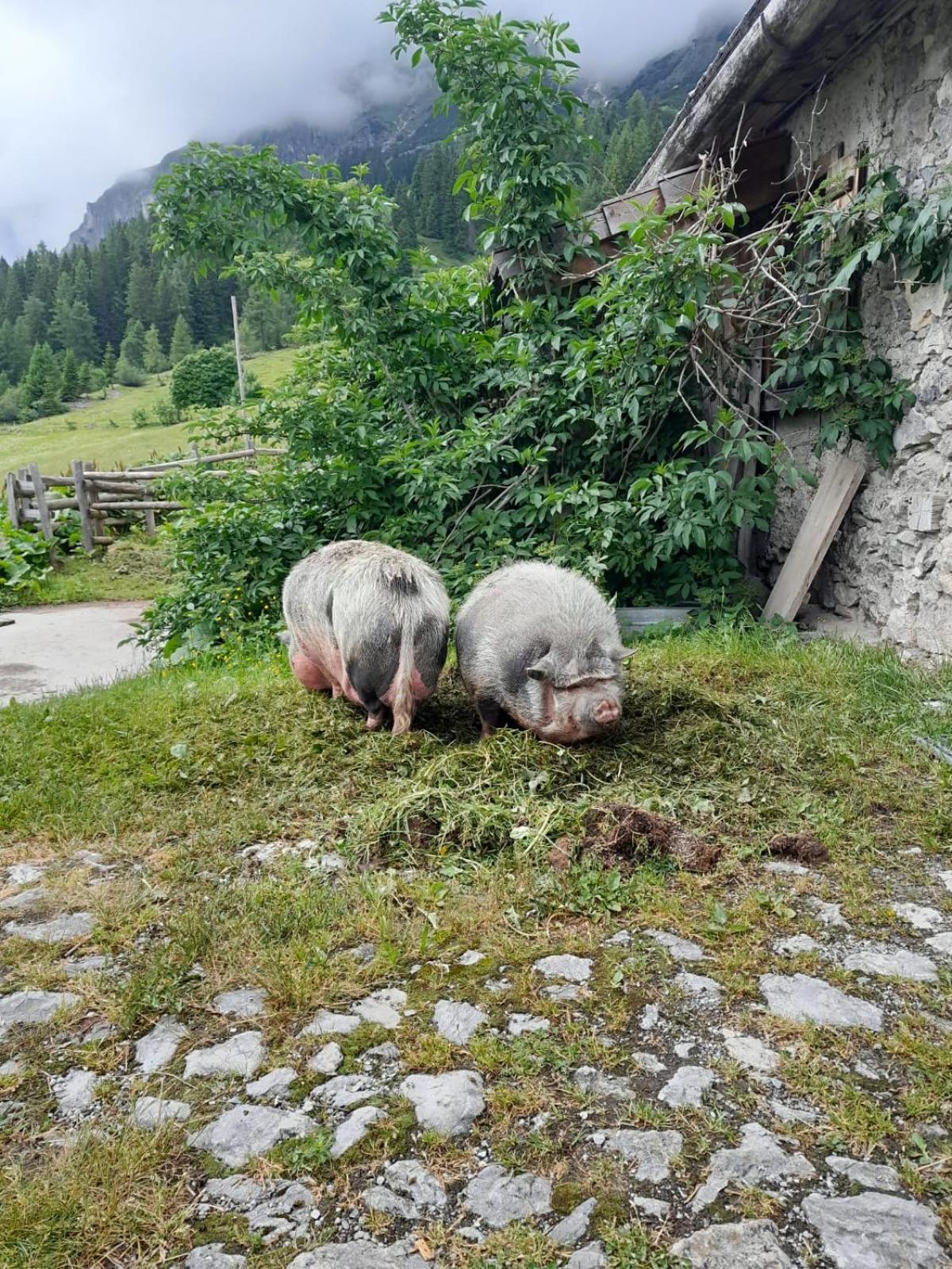 Familien-Bauernhof Neumoar