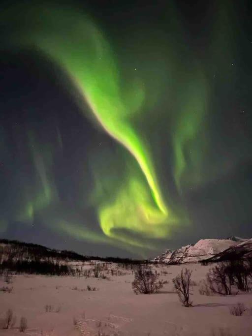 Aurora Borealis