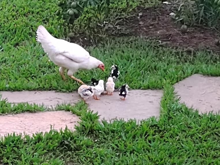 Pouso Divino dos Pireneus