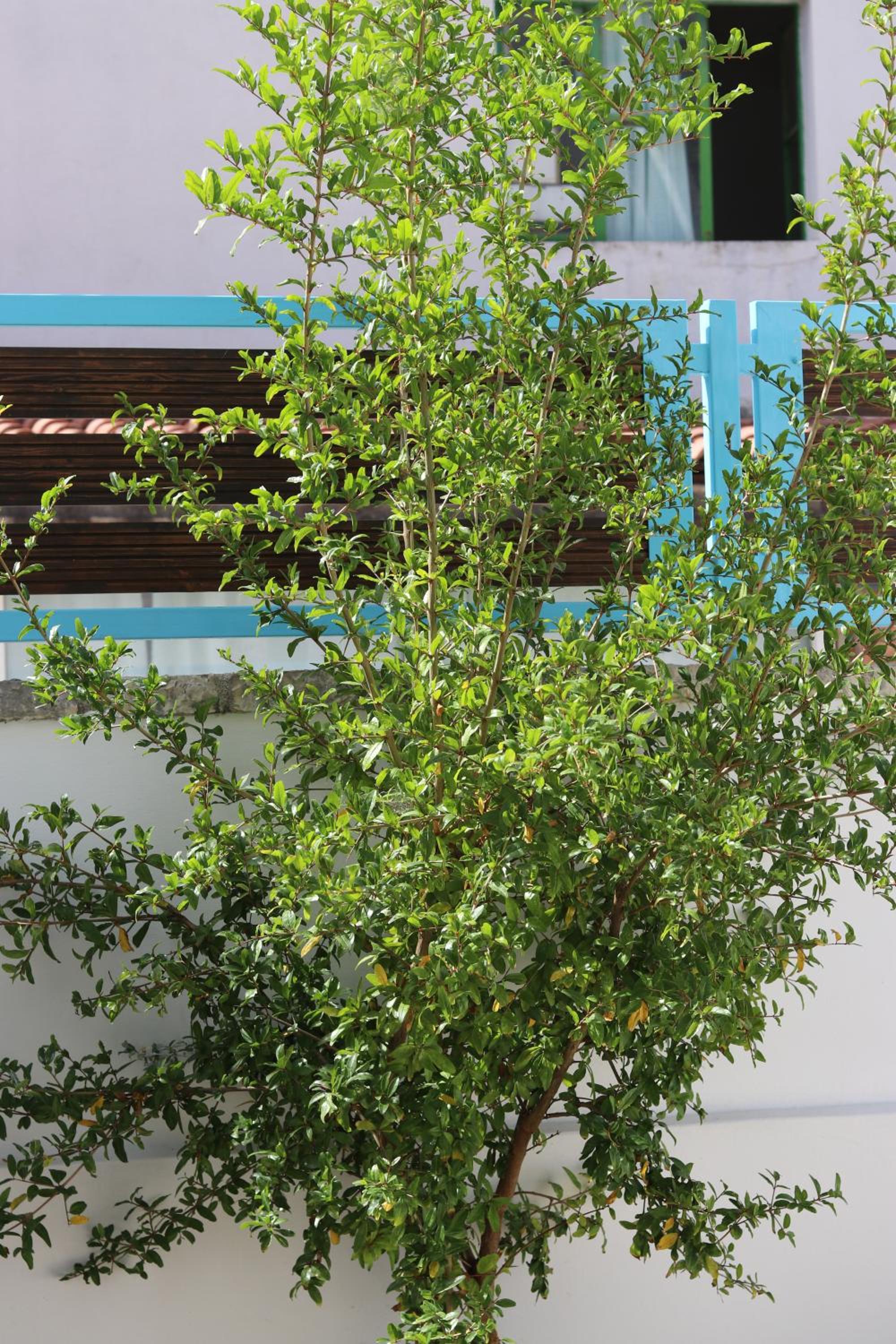 Anemos Villa