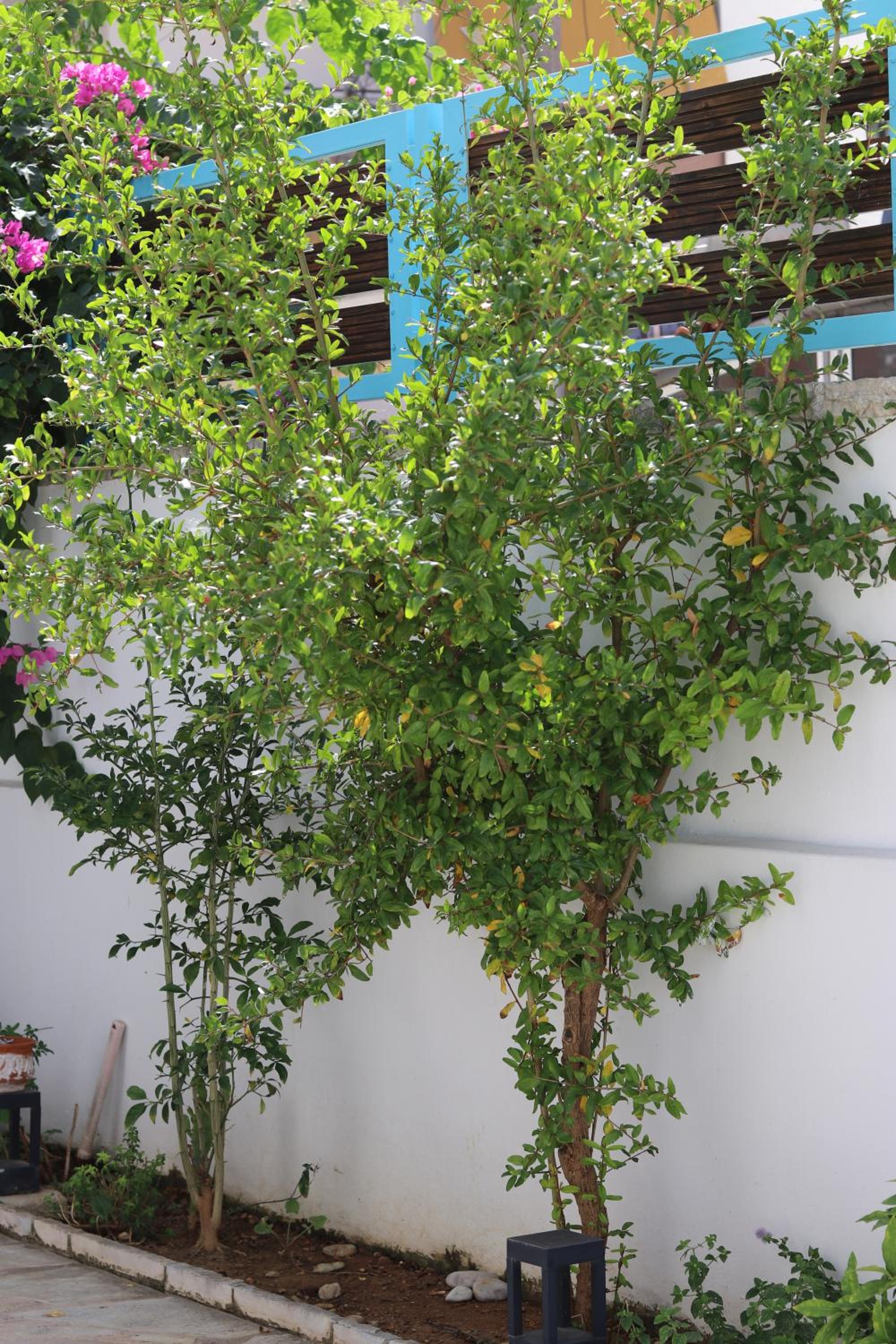 Anemos Villa