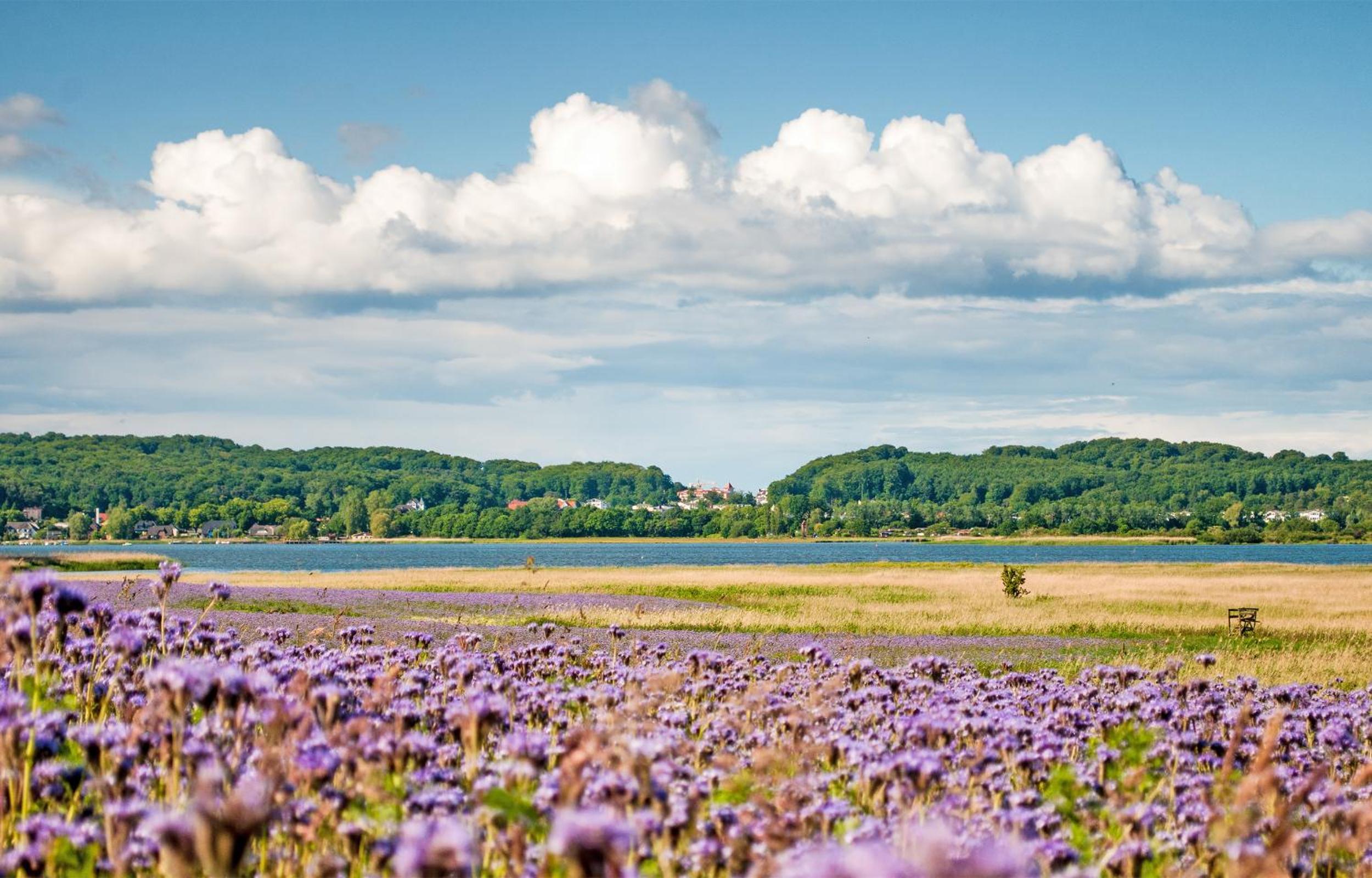 Dat Witte Hus Moritzdorf Rügen Ferienwohnungen - ruhige Lage