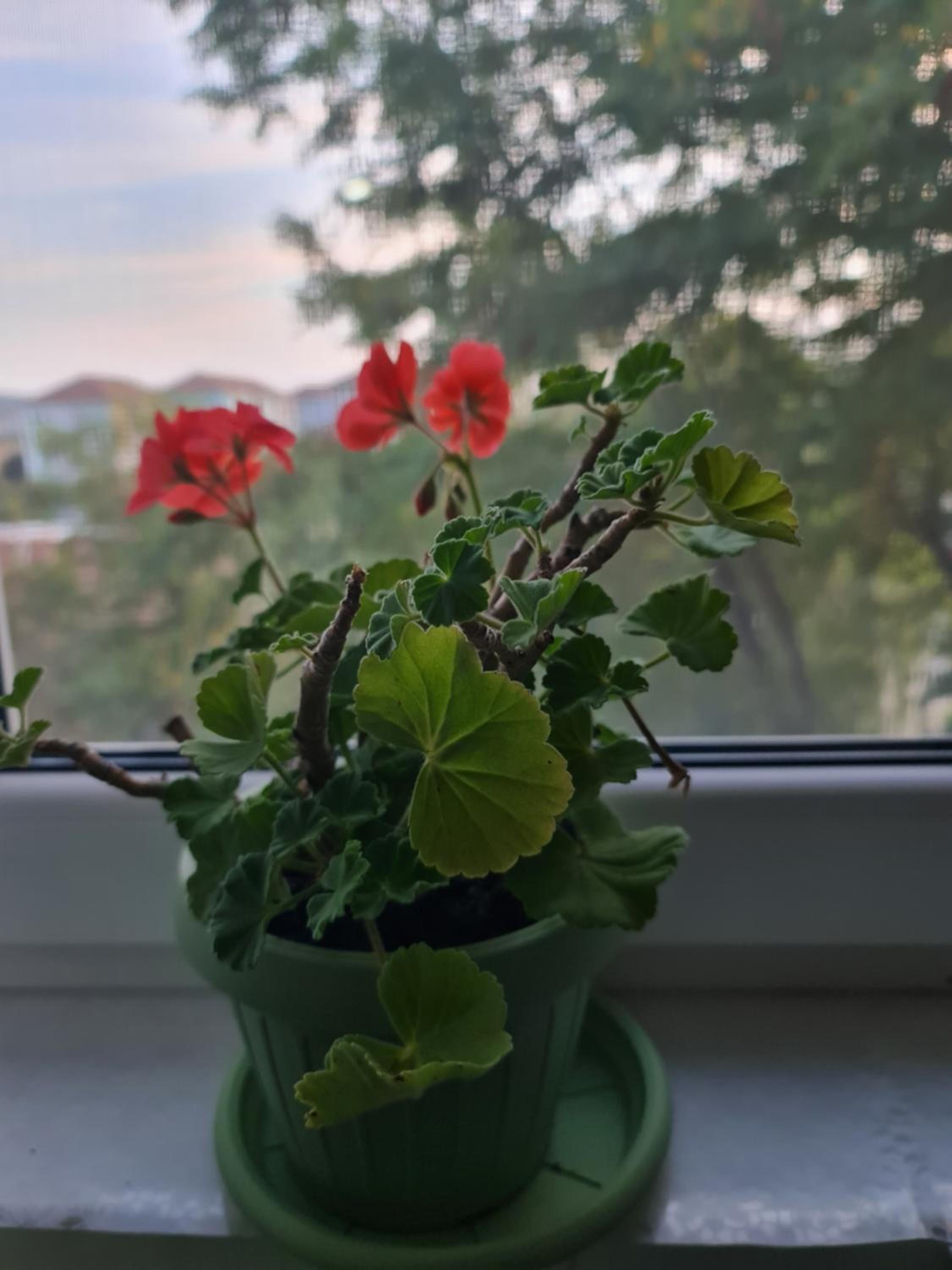 Photo 35