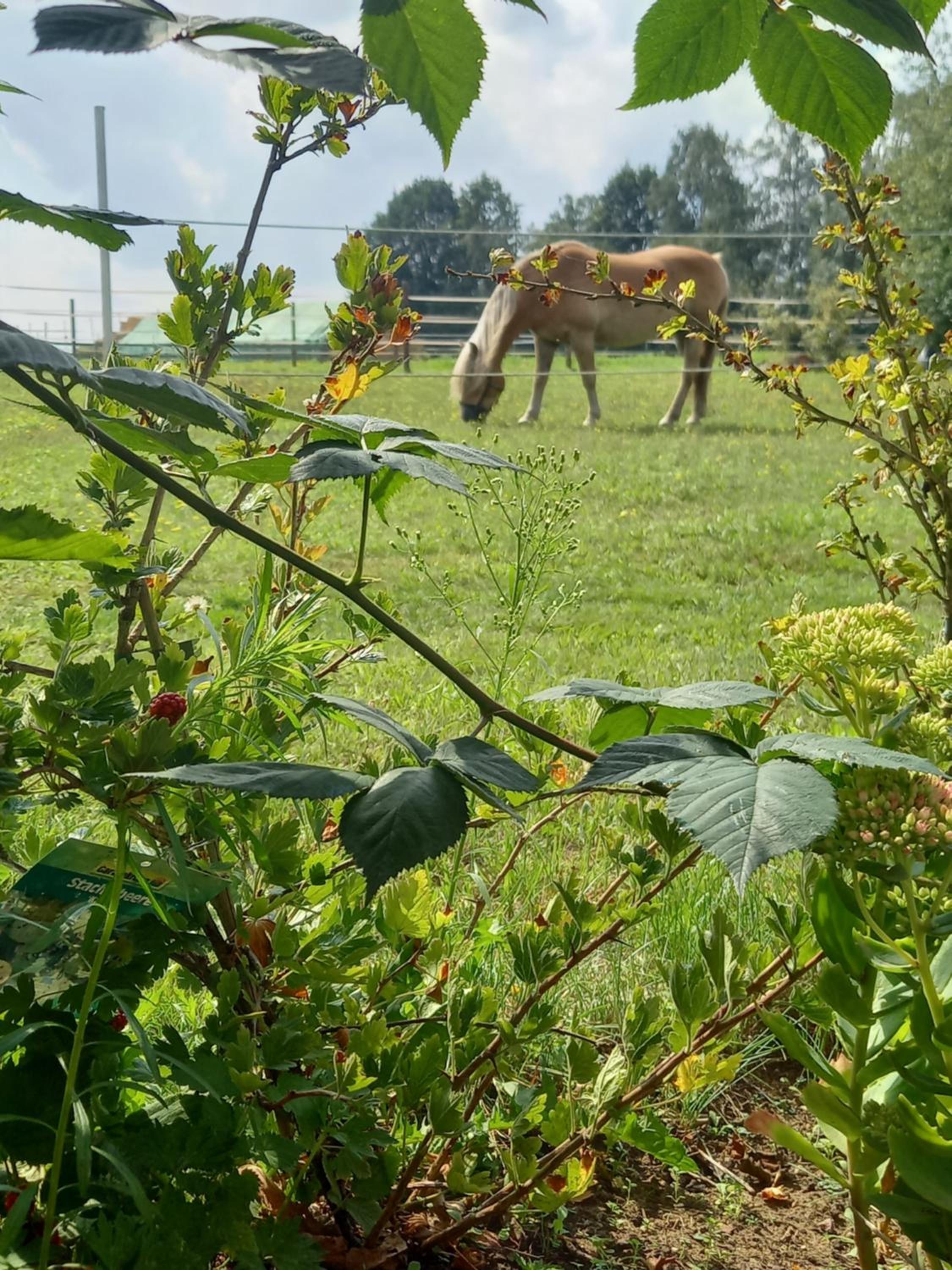 Landidylle mit Garten, Whirlpool und Klima