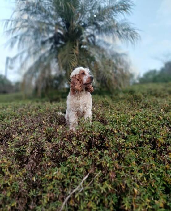 Recanto dos Beija Flores, Chale Azaleia