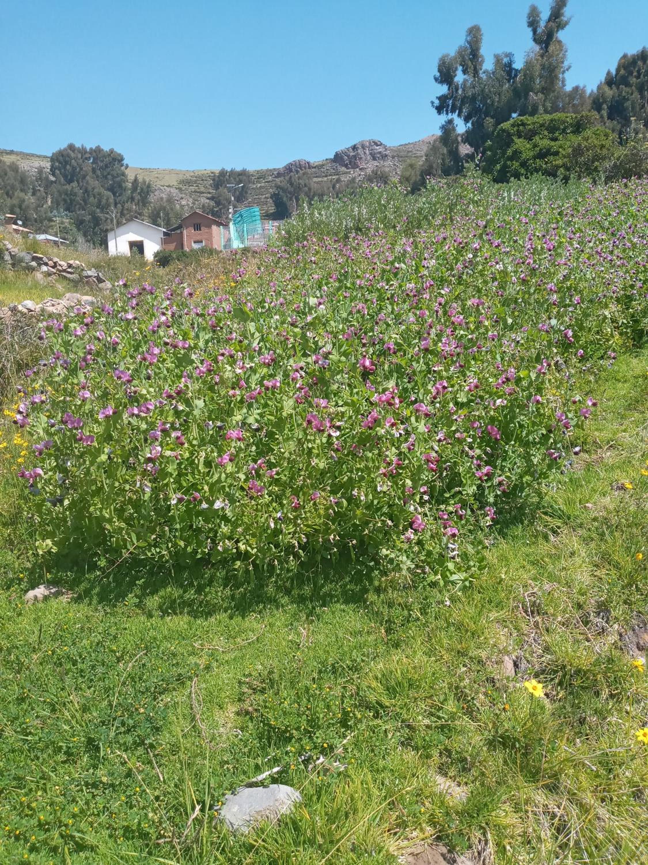 Hospedaje jatari