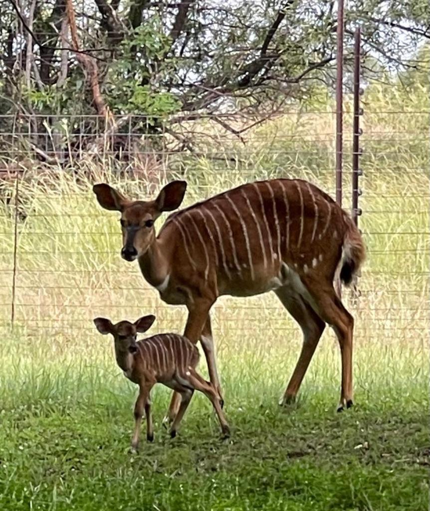 Lama Lama Game Reserve view 2