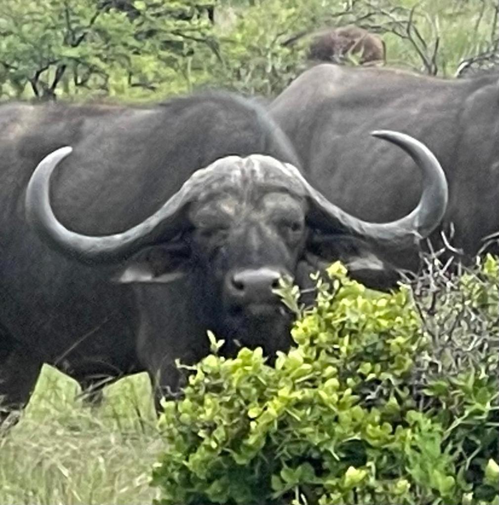 Lama Lama Game Reserve view 5