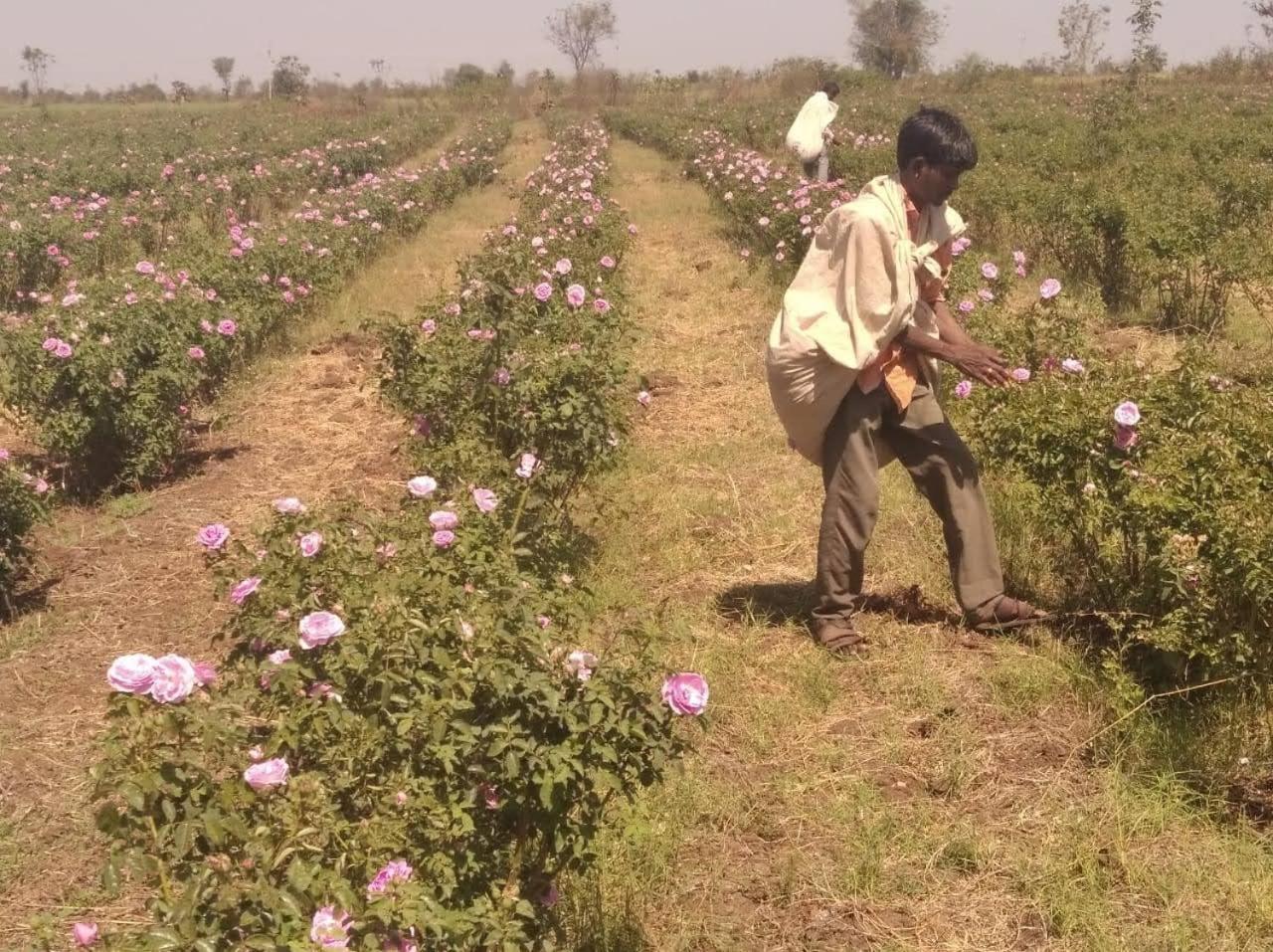 Mahirosa