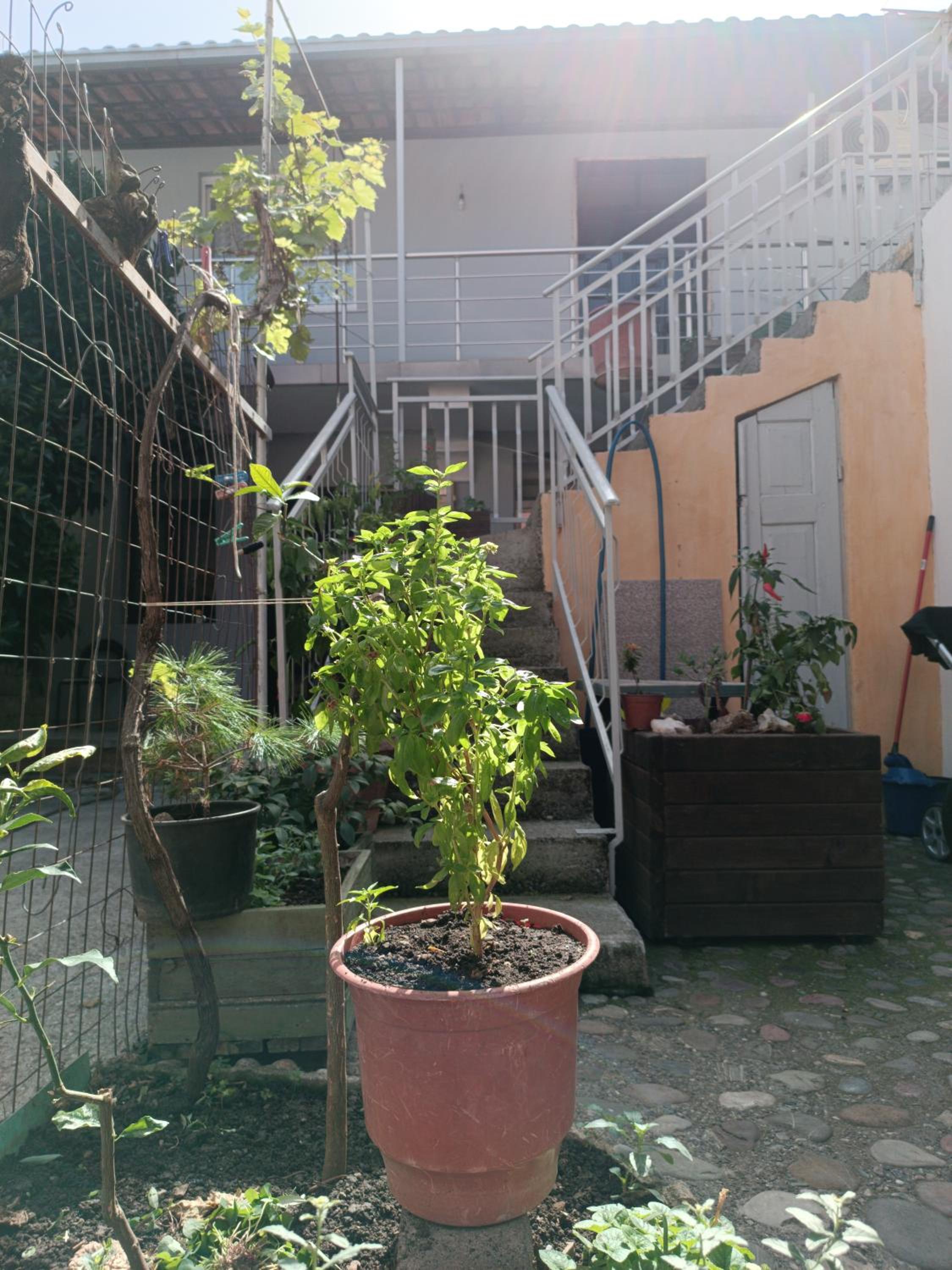 Sermi's House