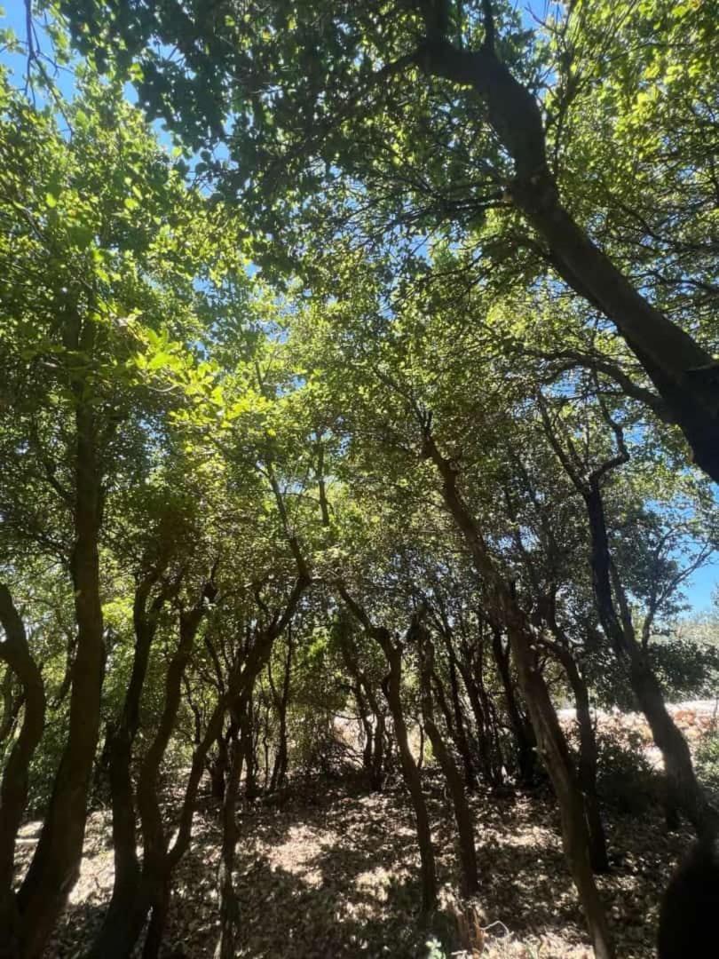 Nature Forest Cabins