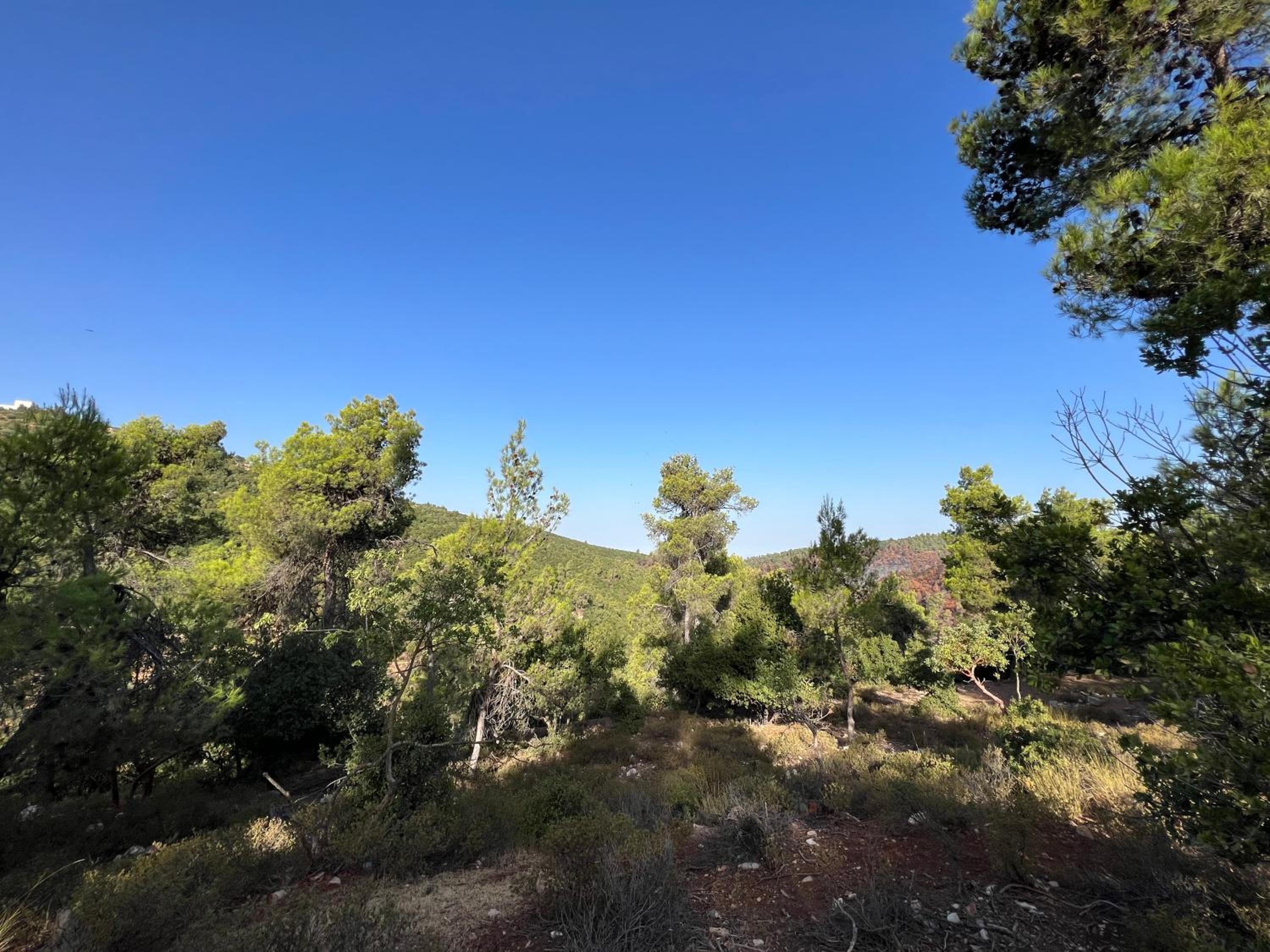 Nature Forest Cabins