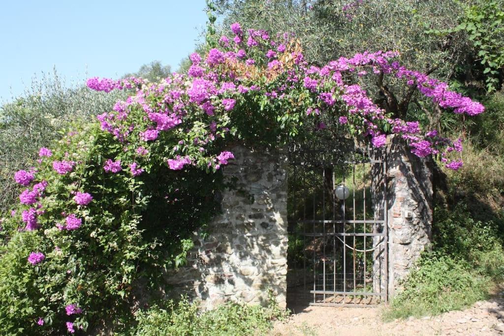 Casa indipendente immersa negli ulivi view 2