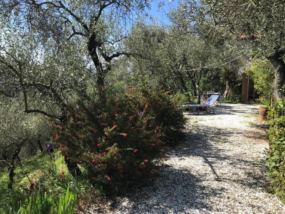 Casa indipendente immersa negli ulivi view 4