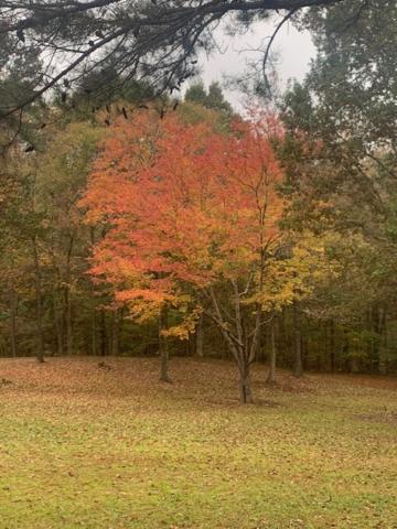Old Southern Manor Nestled in the Forest view 2