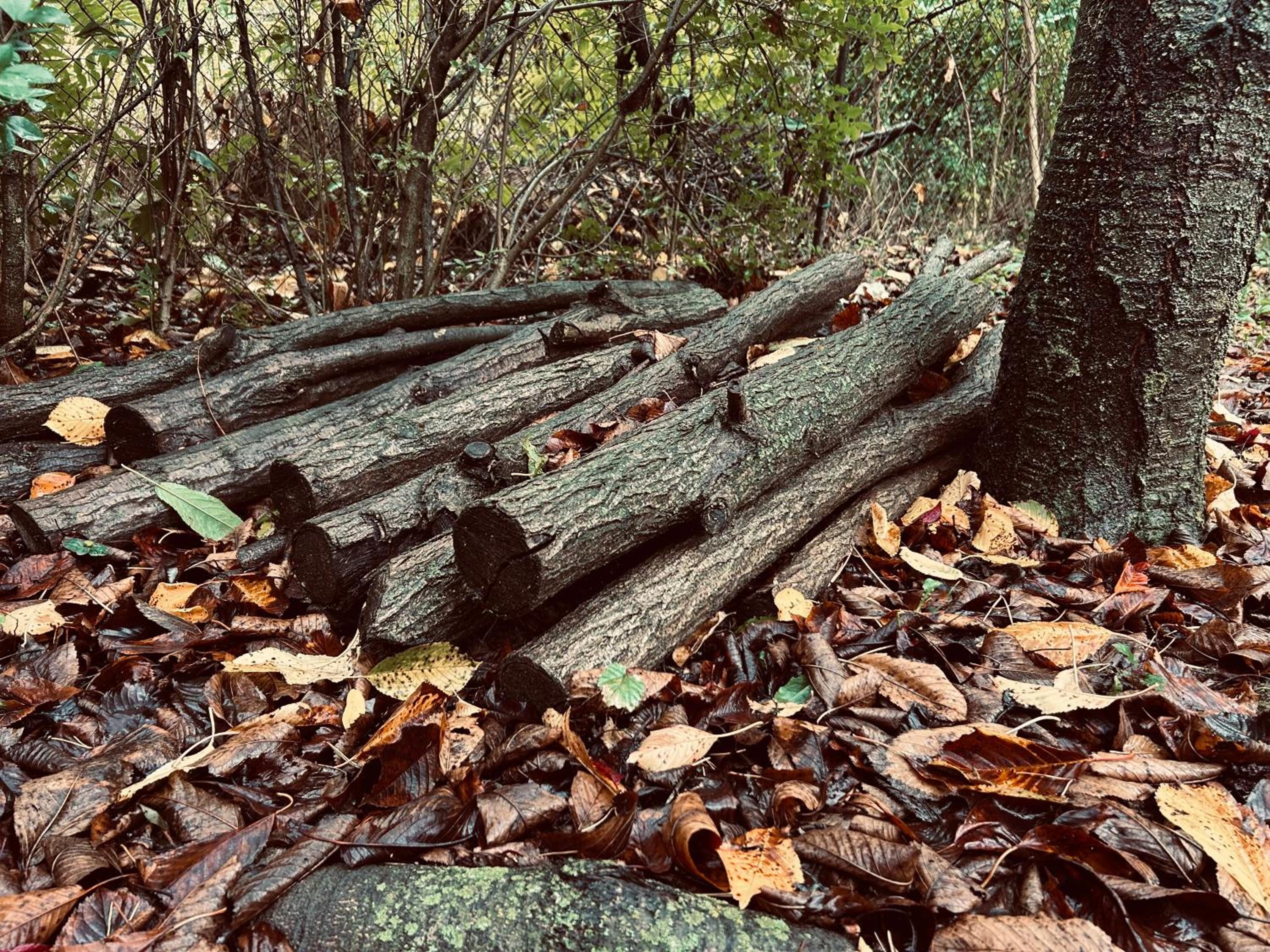 Photo 43