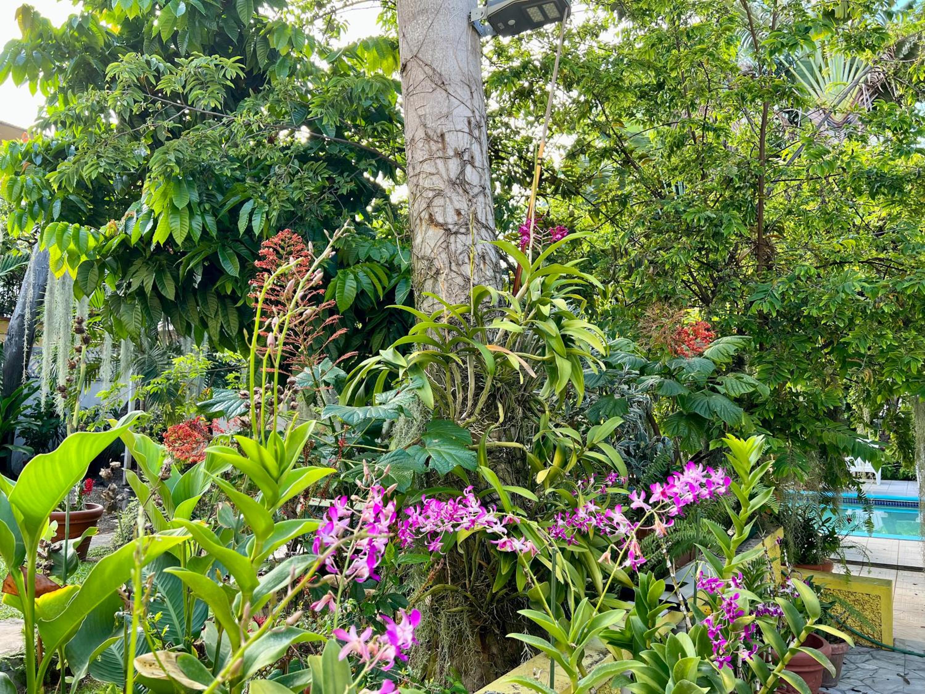 Orchid Cottage view 3