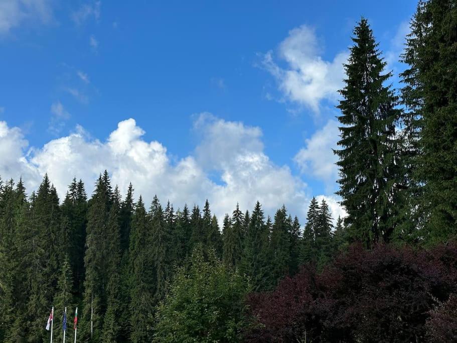 Forest view