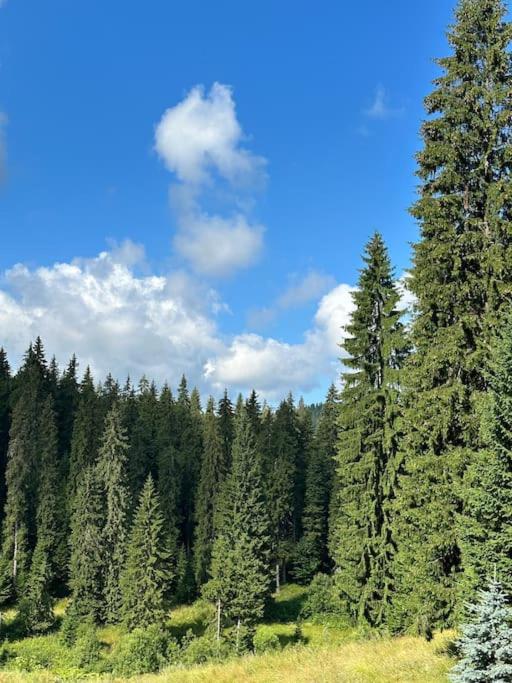 Forest view