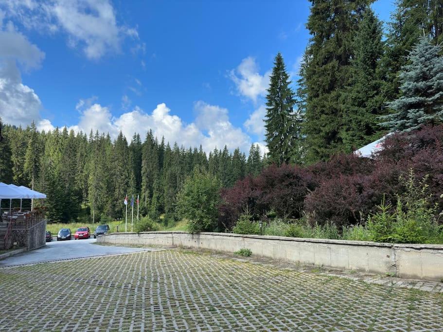 Forest view