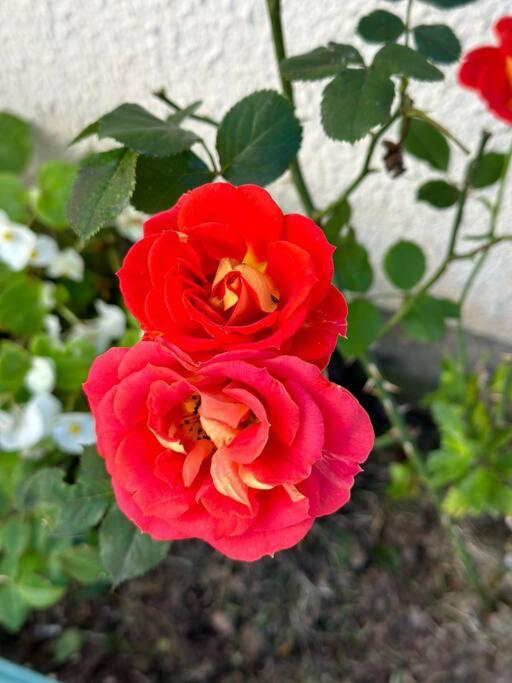 Apto da Felicidade - com jacuzzi e jardim privativo