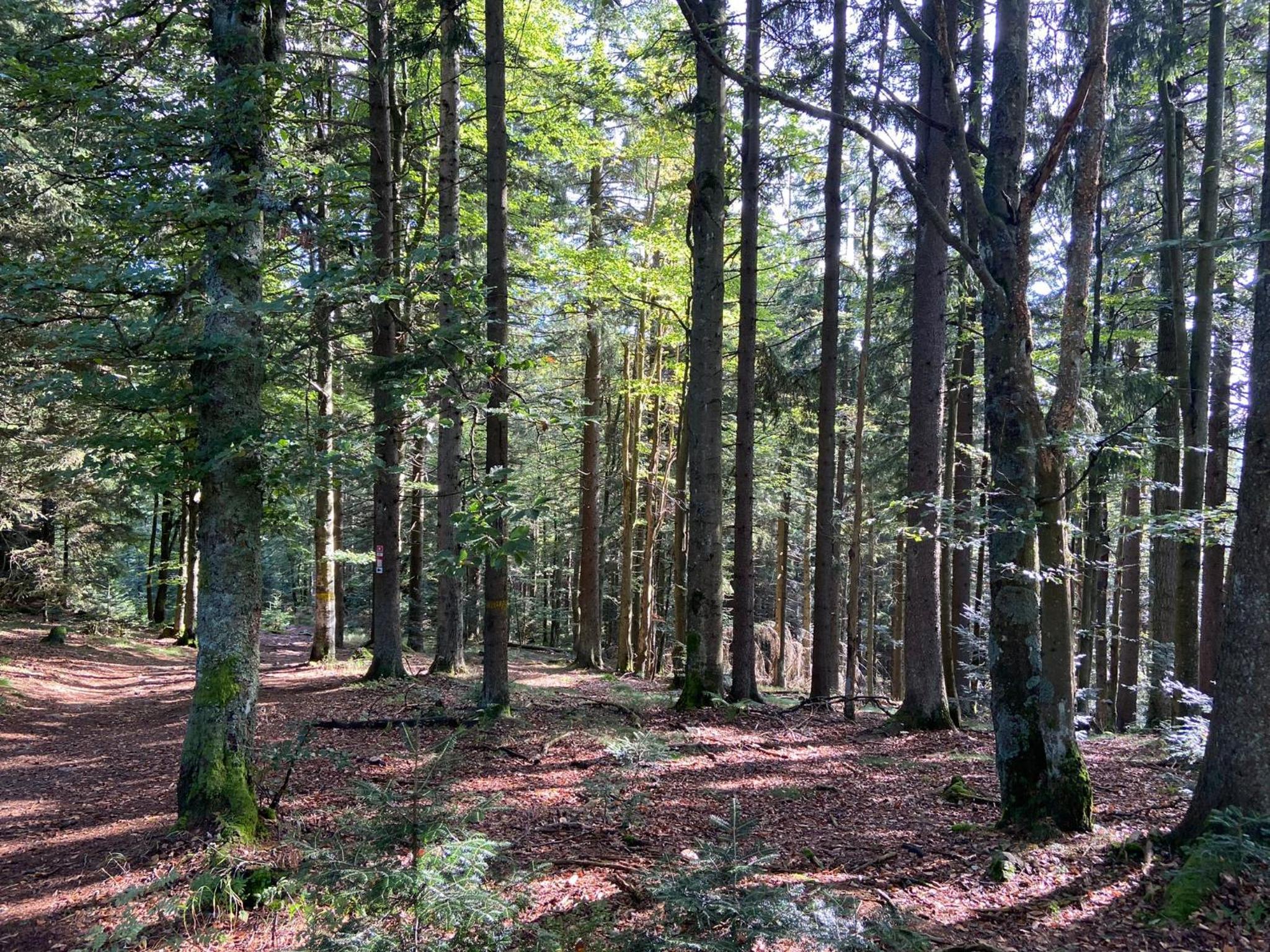 Landgasthof Brandtner Wirt - Property Image 27