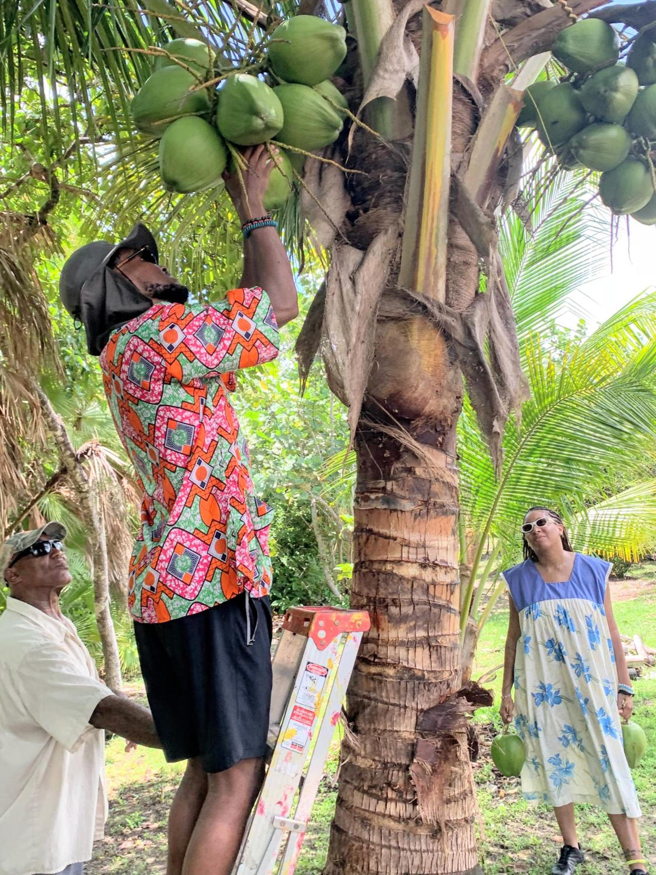 Palmento Grove Garifuna Eco-Cultural & Healing Institute