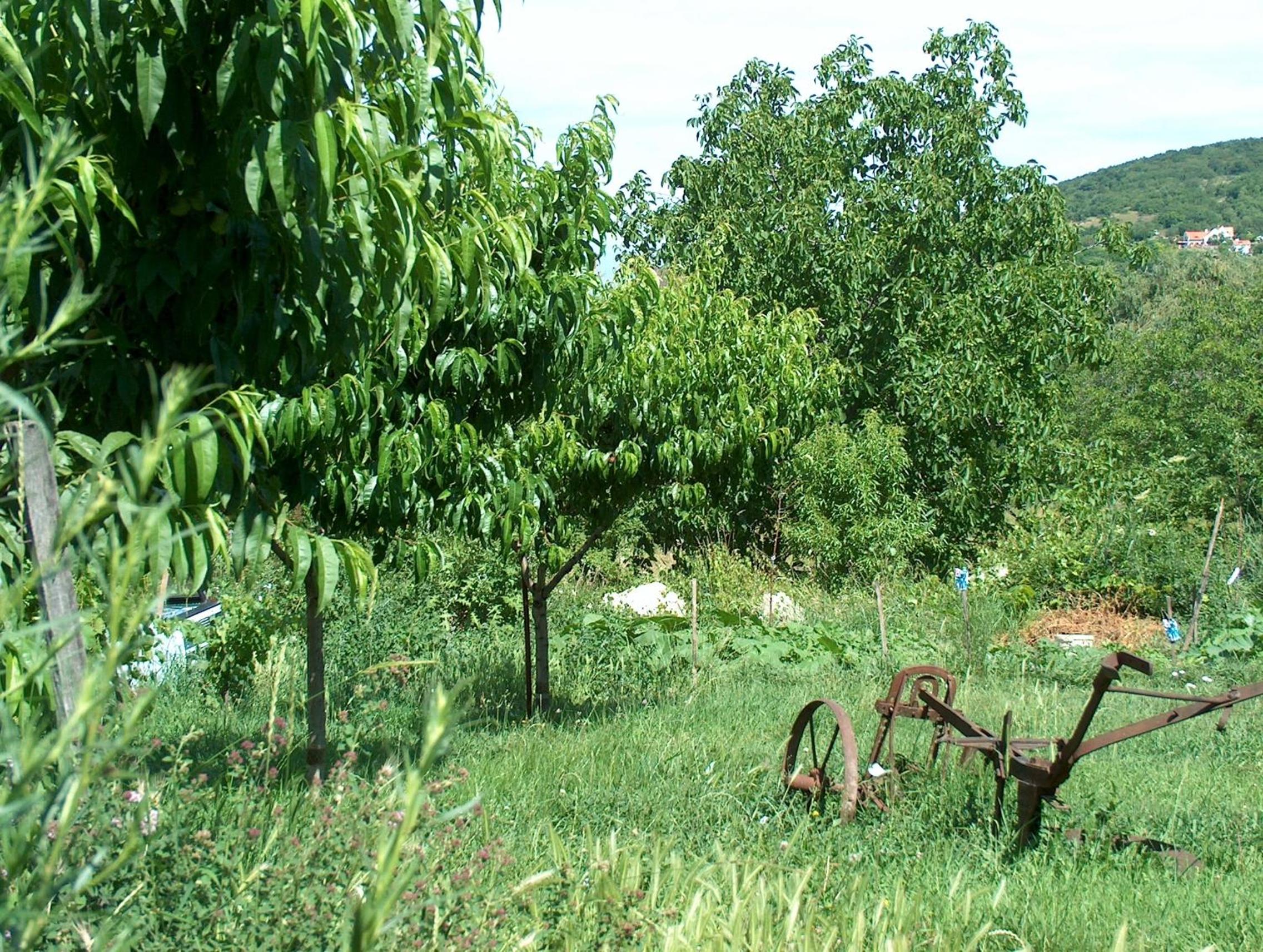 Rózsilak