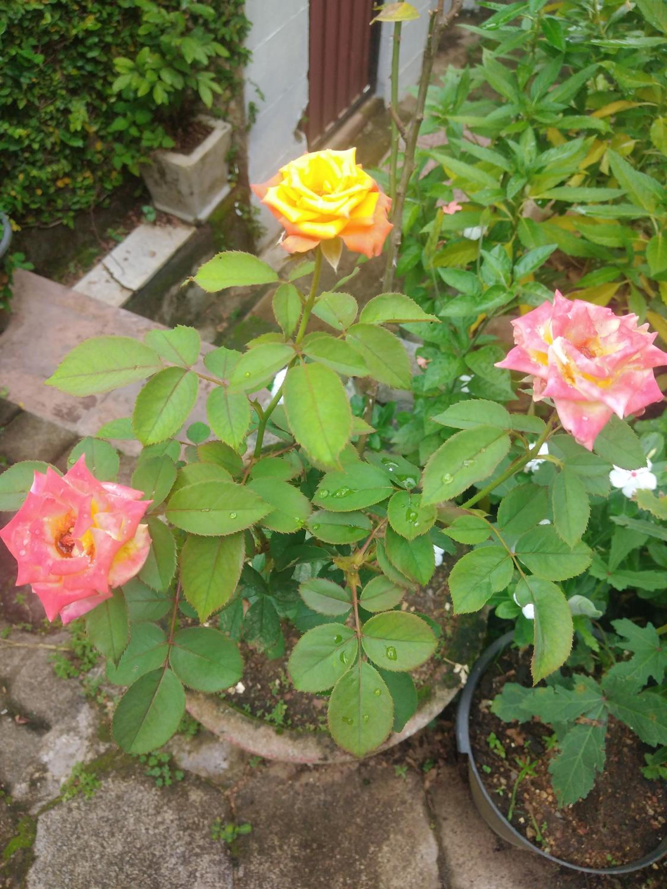 Photo 9