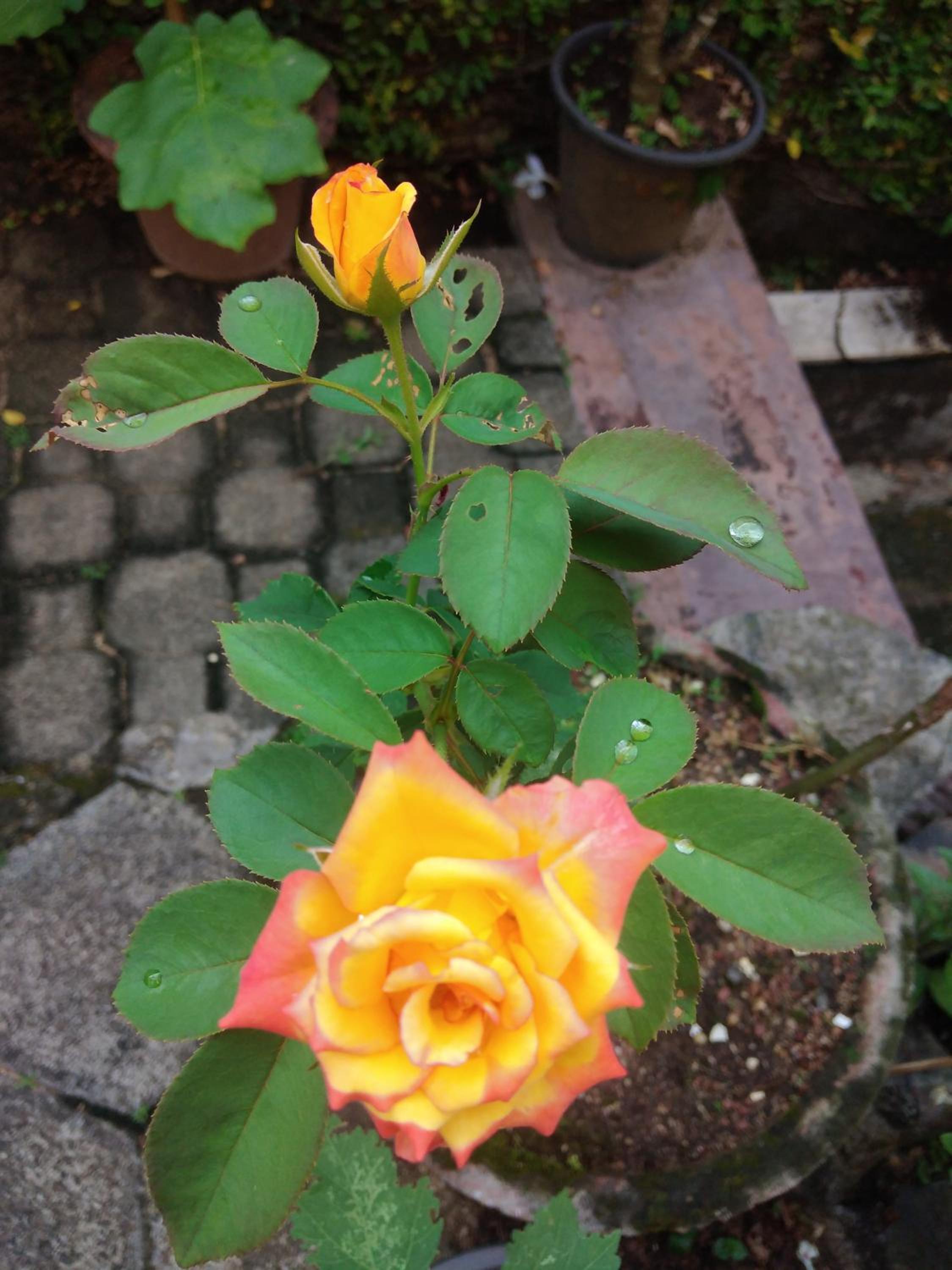 Photo 26