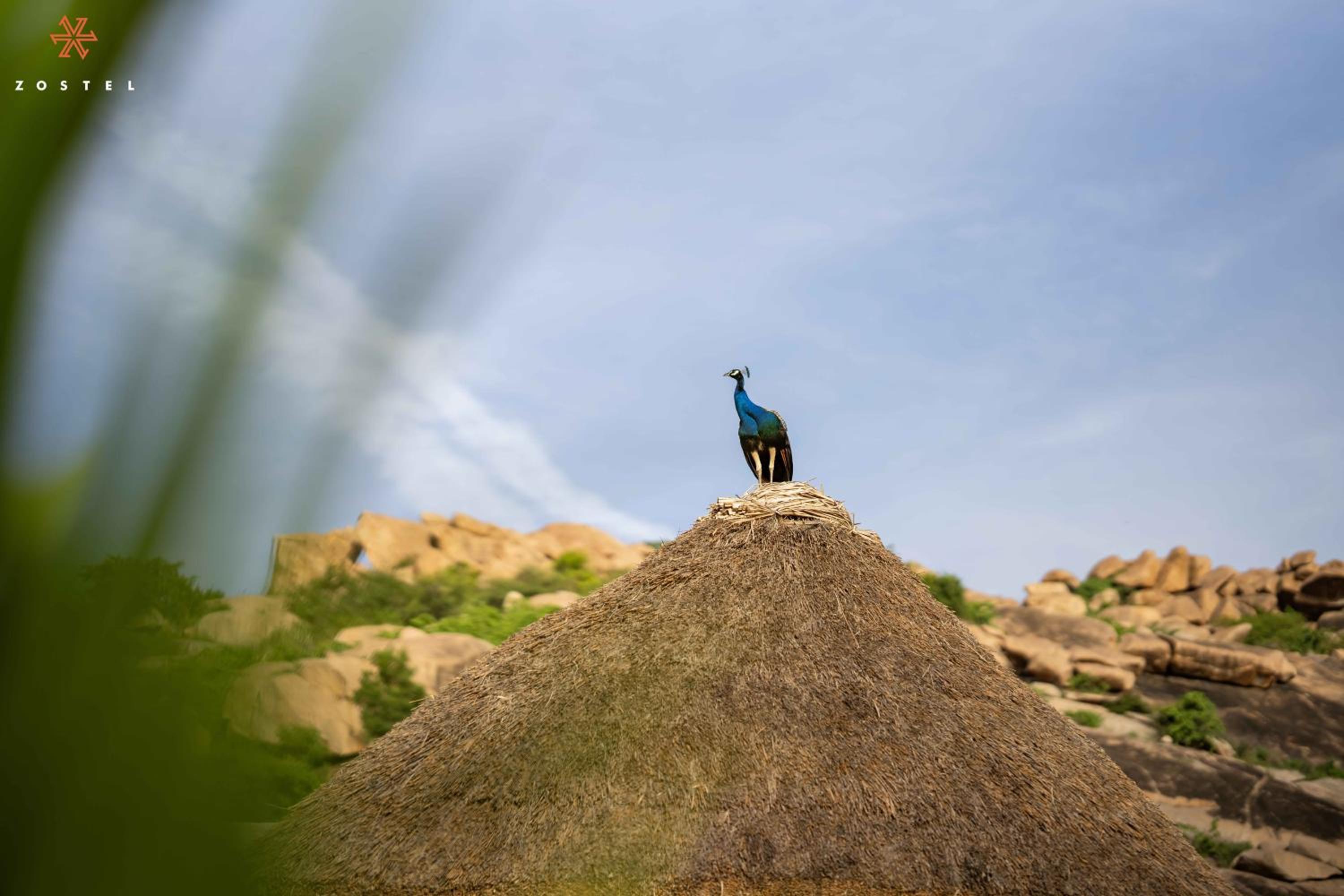 Zostel Hampi, Gangavathi