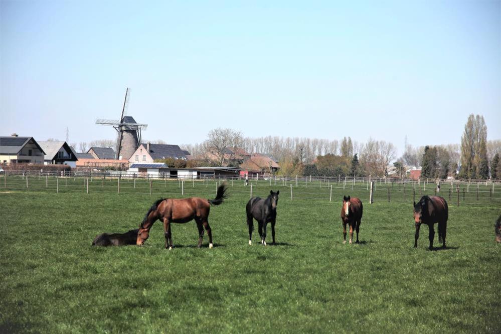Het Zonnetje -Vakantiewoning en Bed and Breakfast