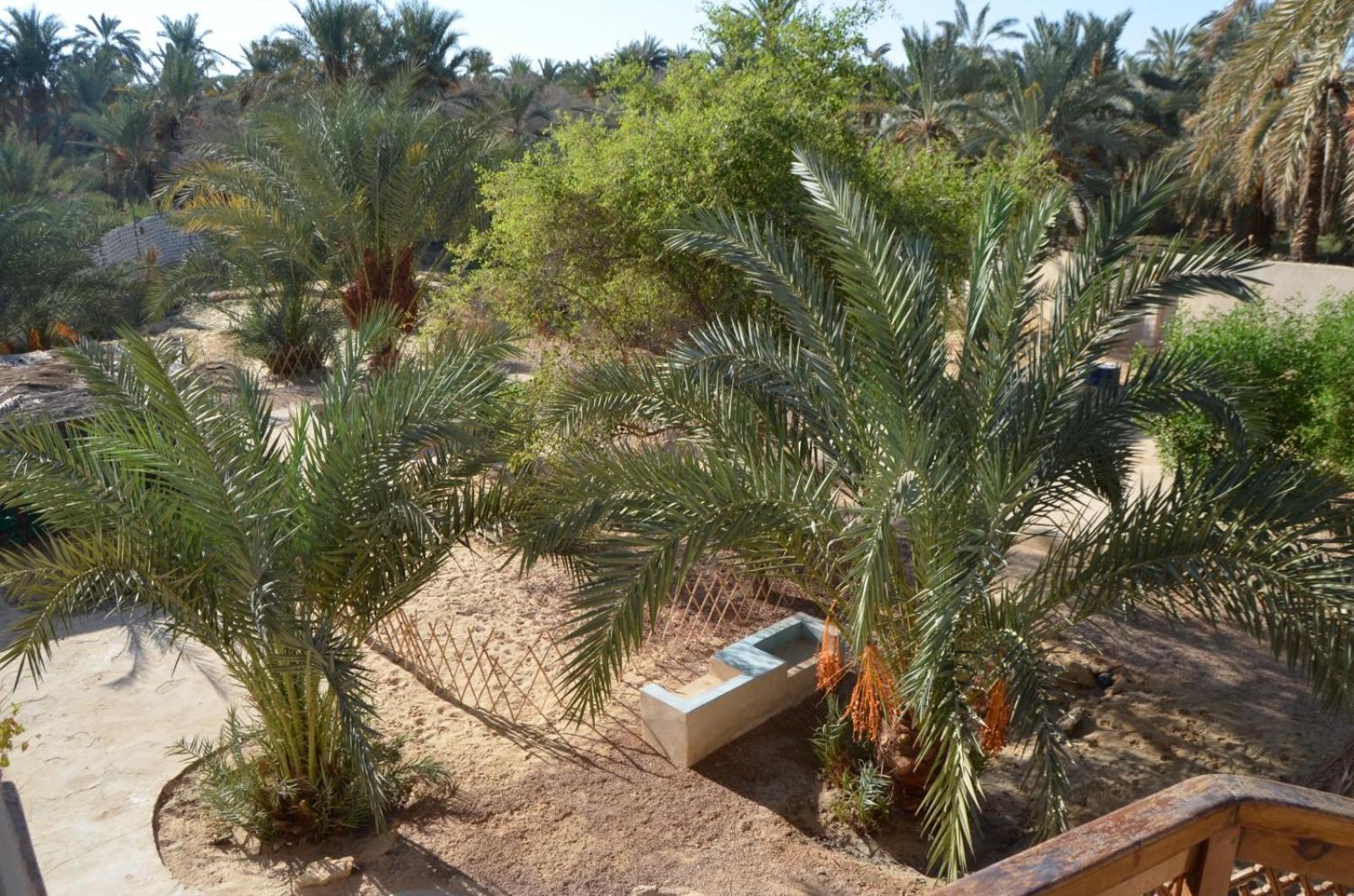 Siwa Spot - March is one of the best months in Siwa, with beautiful spring weather, pleasant sunny days, cooler peaceful nights, and a quiet oasis atmosphe