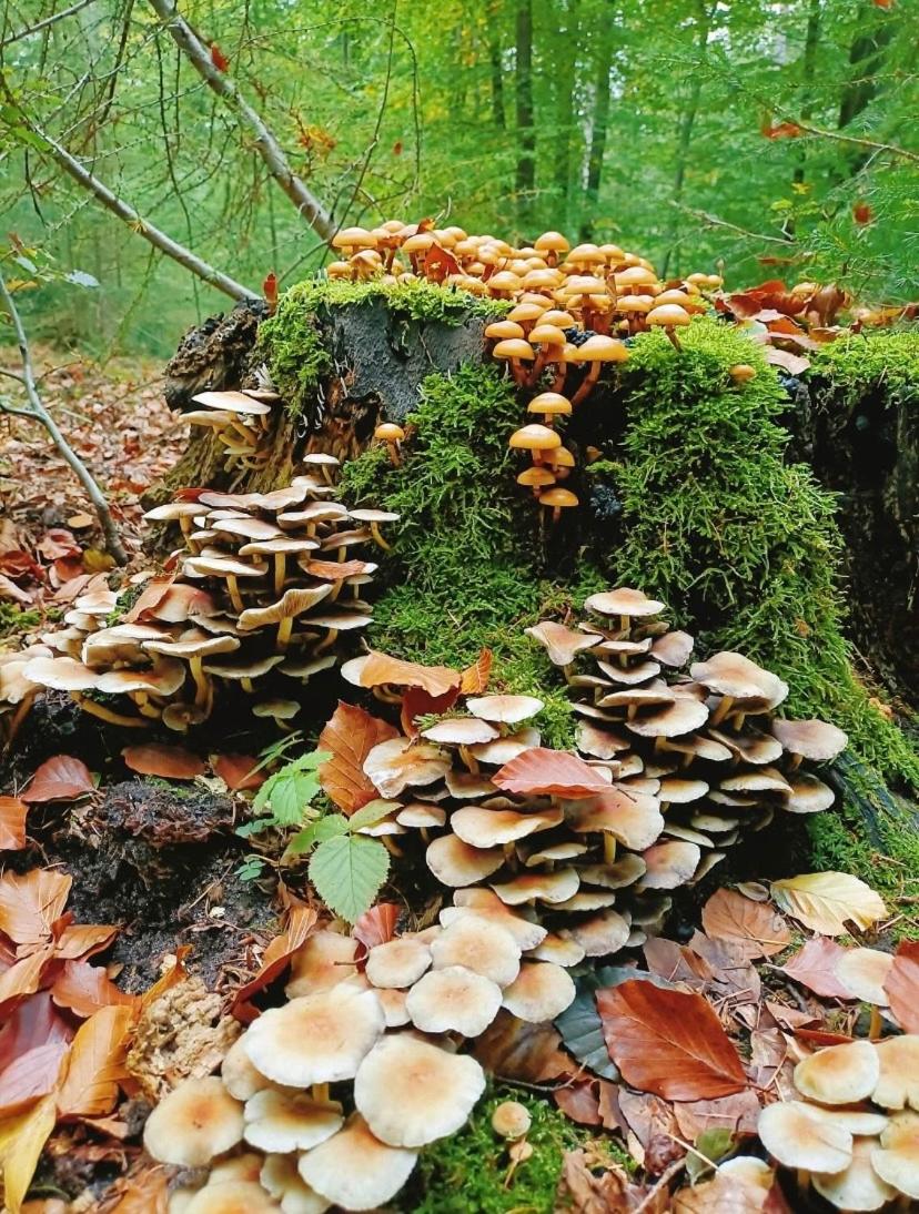 Photo 25