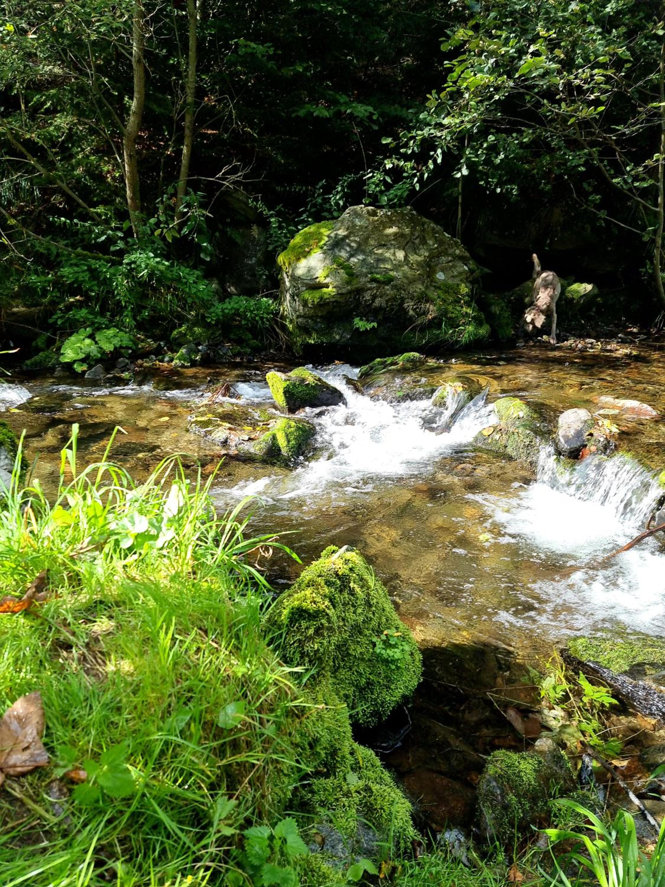 Roubenka Mlýn u skály Deštné v Orlických horách volné termíny 5 bytů