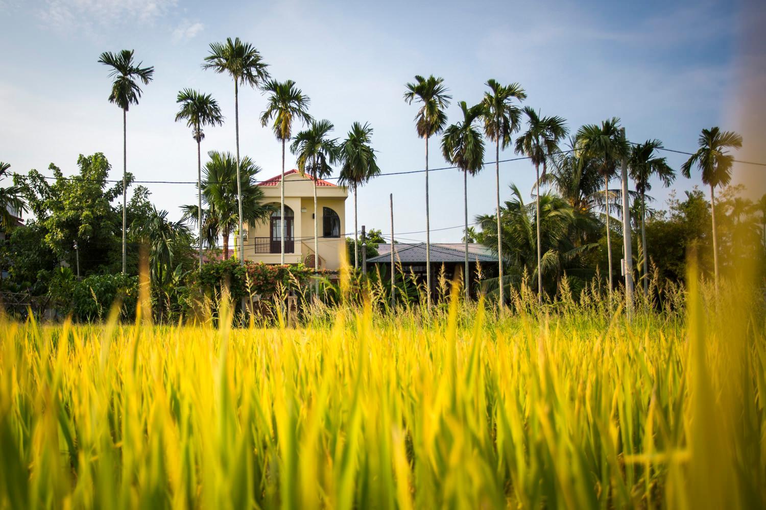 La Maison Gạo, Hoi An view 4